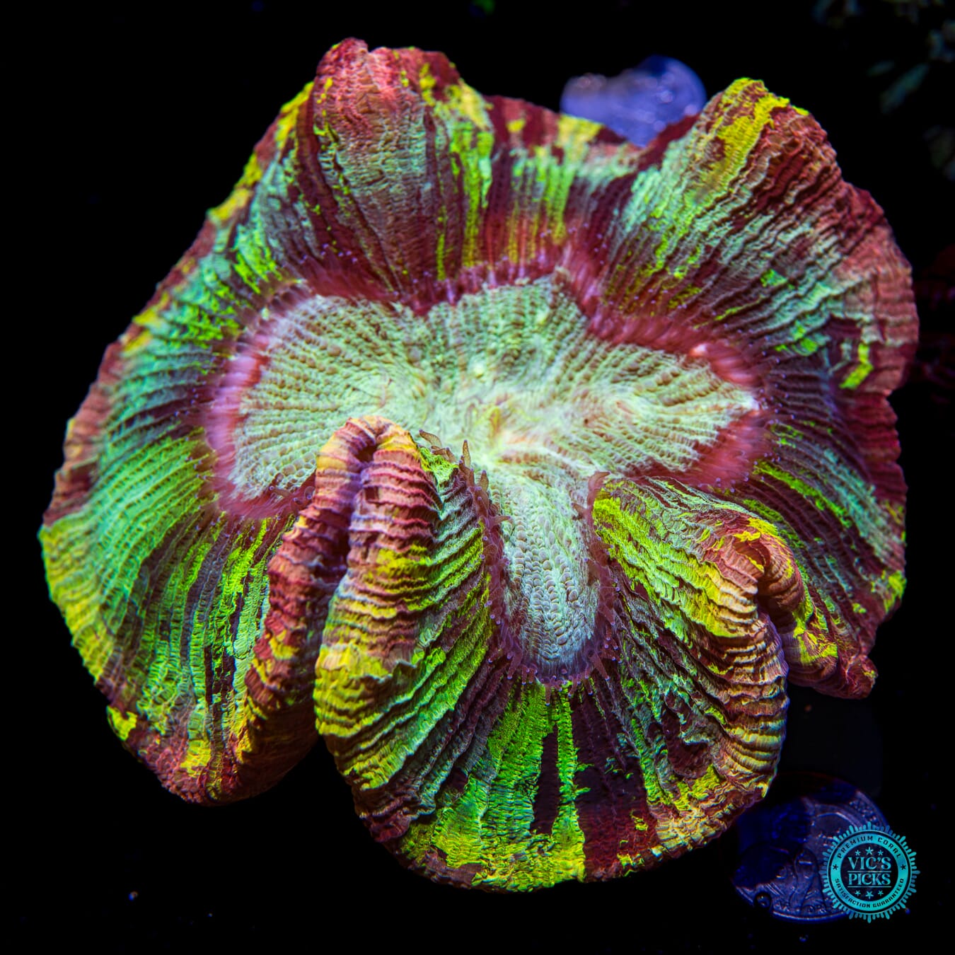 Blood and Thunder Trachyphyllia - Actinic Photo