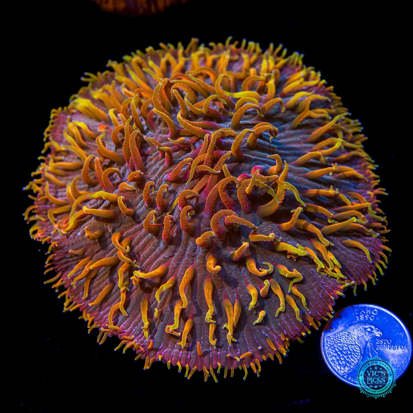 Unicorn Planet Plate Coral - Actinic Photo