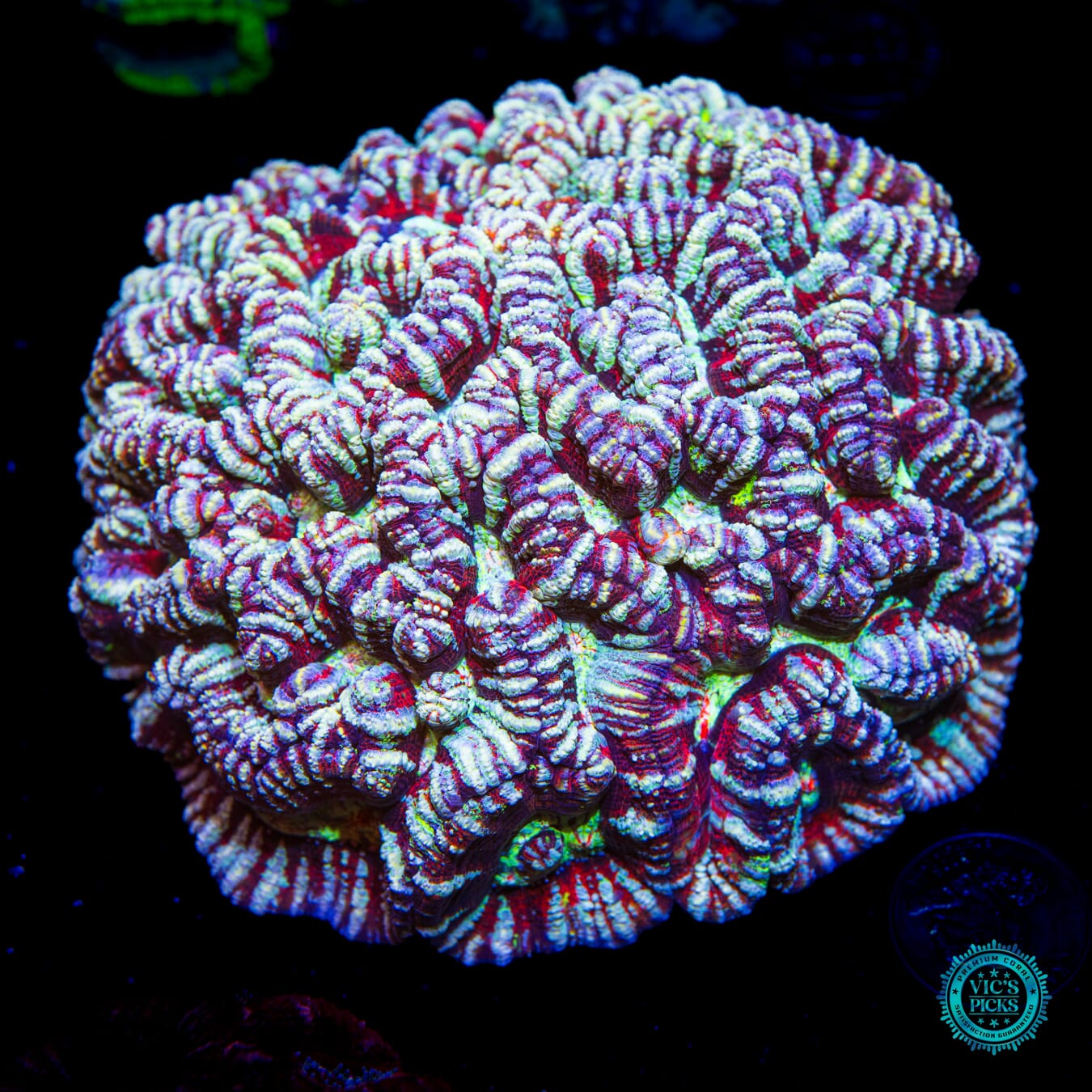 Fluffy Snow Tiger Symphyllia Wilsoni - Daylight Photo