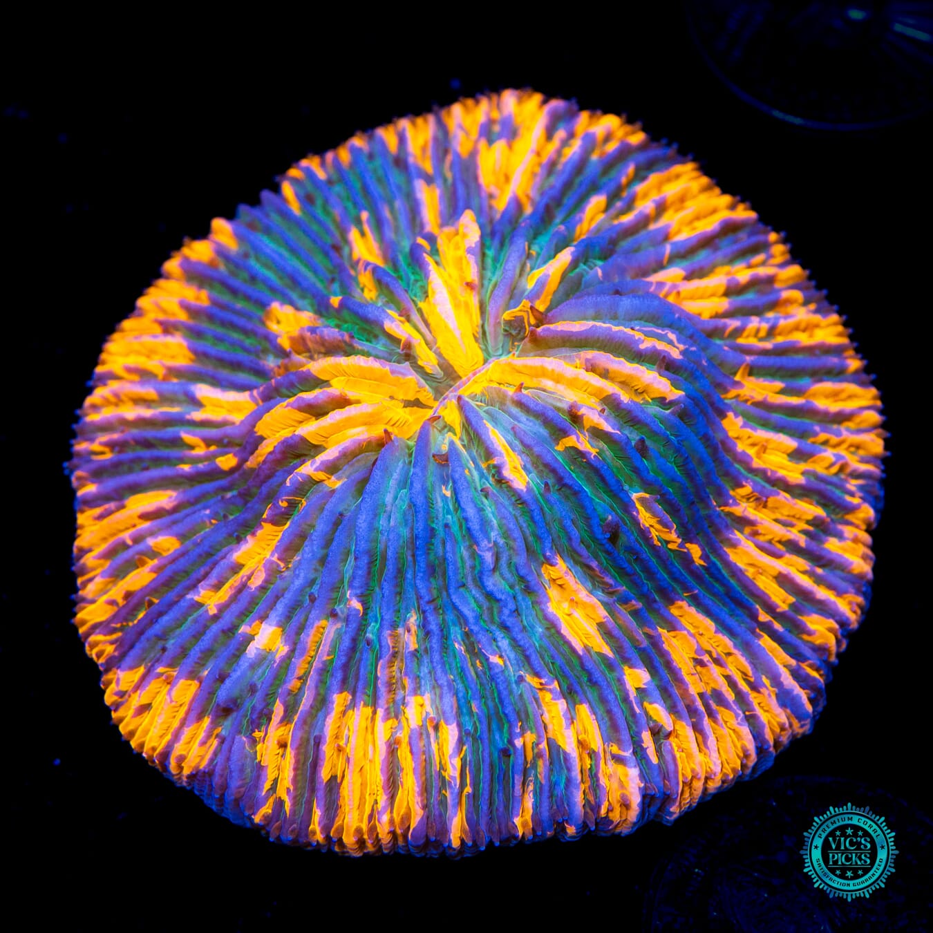 Holographic Plate Coral - Daylight Photo