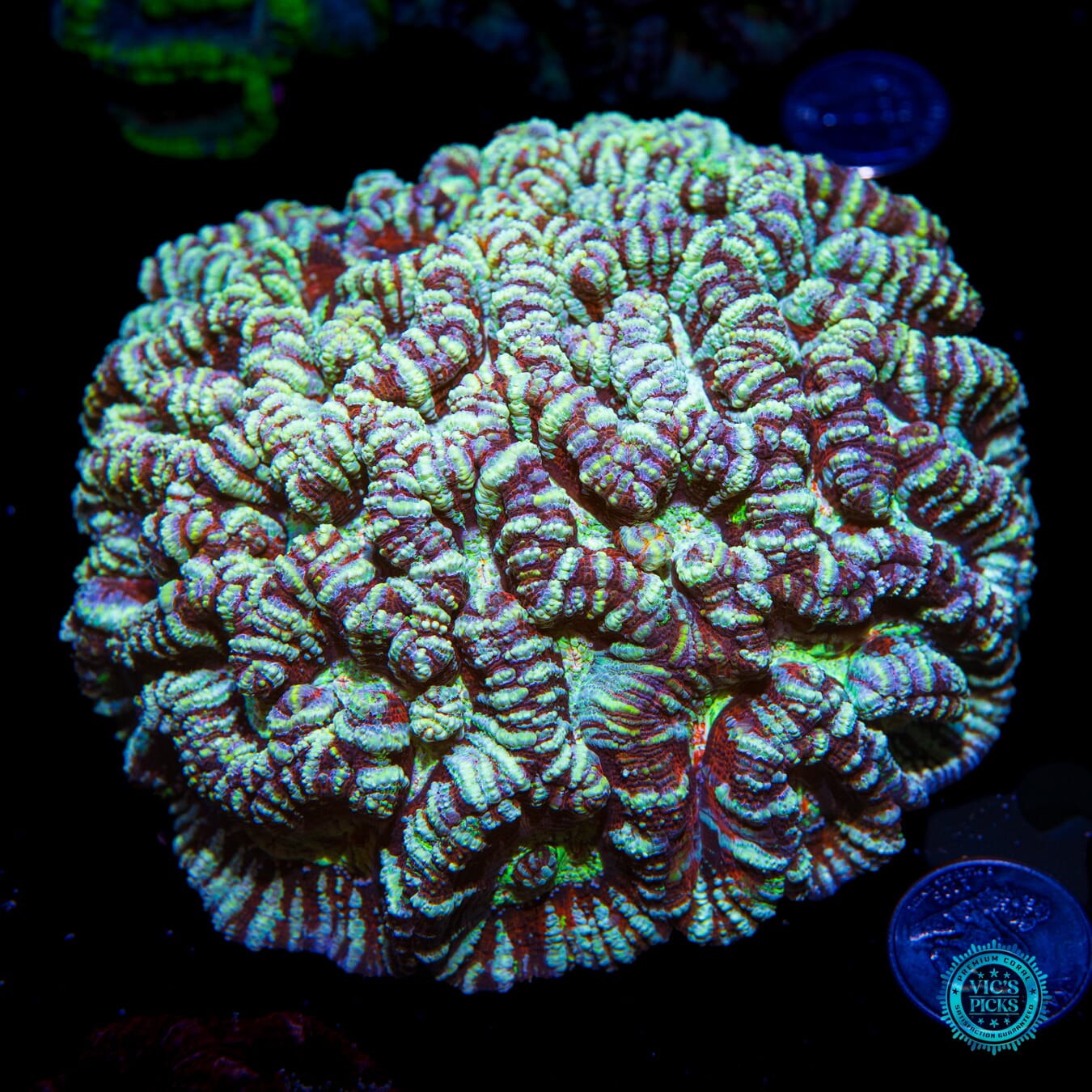 Fluffy Snow Tiger Symphyllia Wilsoni - Actinic Photo