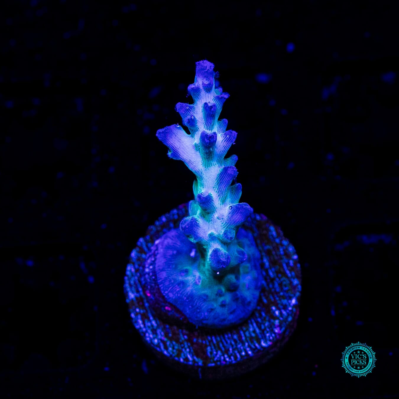 ORA Pearlberry Acropora - Daylight Photo