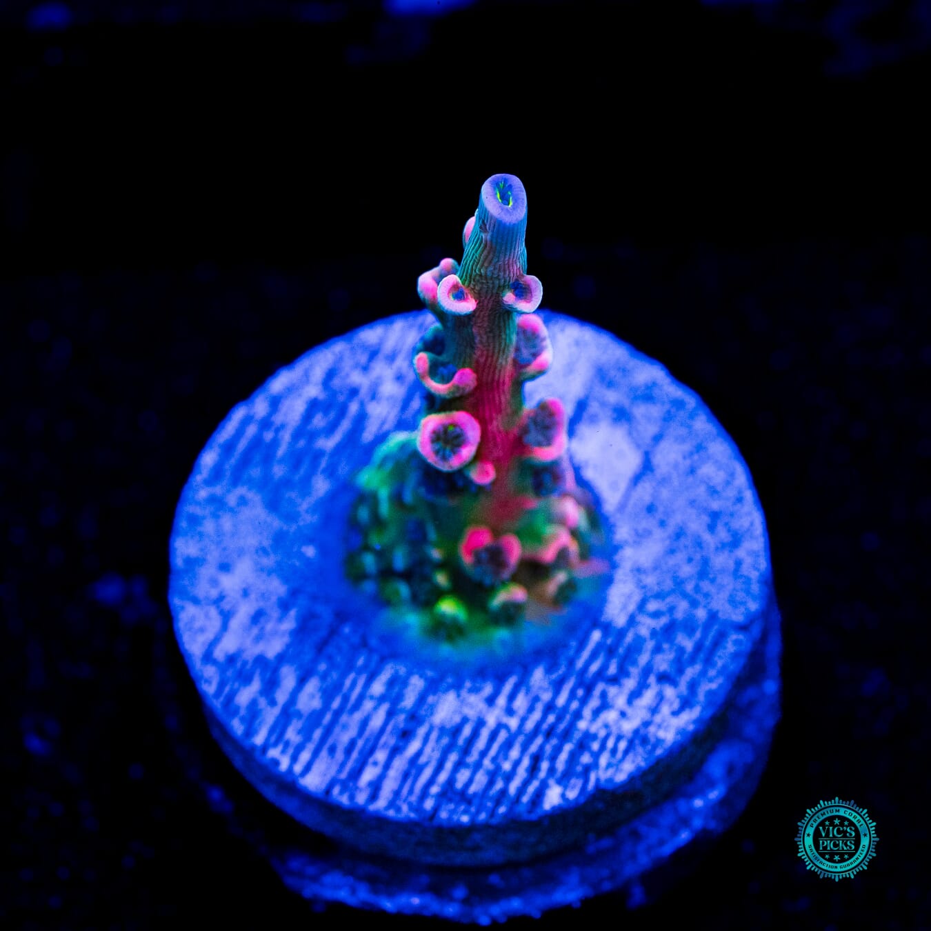 Vivid Insanity Acropora - Daylight Photo