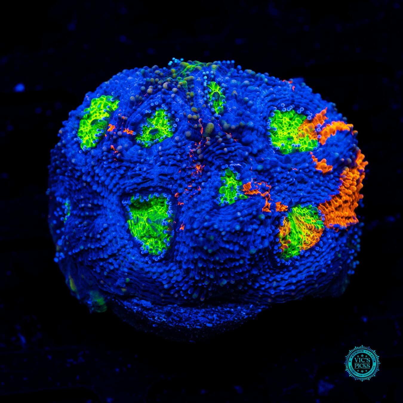 WWC Mango Tango Echinata - Daylight Photo