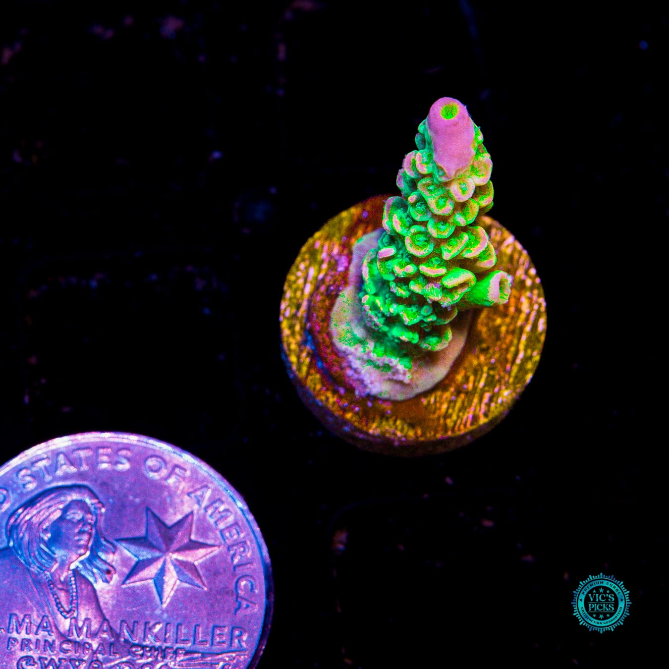 Jason Fox Homewrecker Tenuis Acropora - Actinic Photo