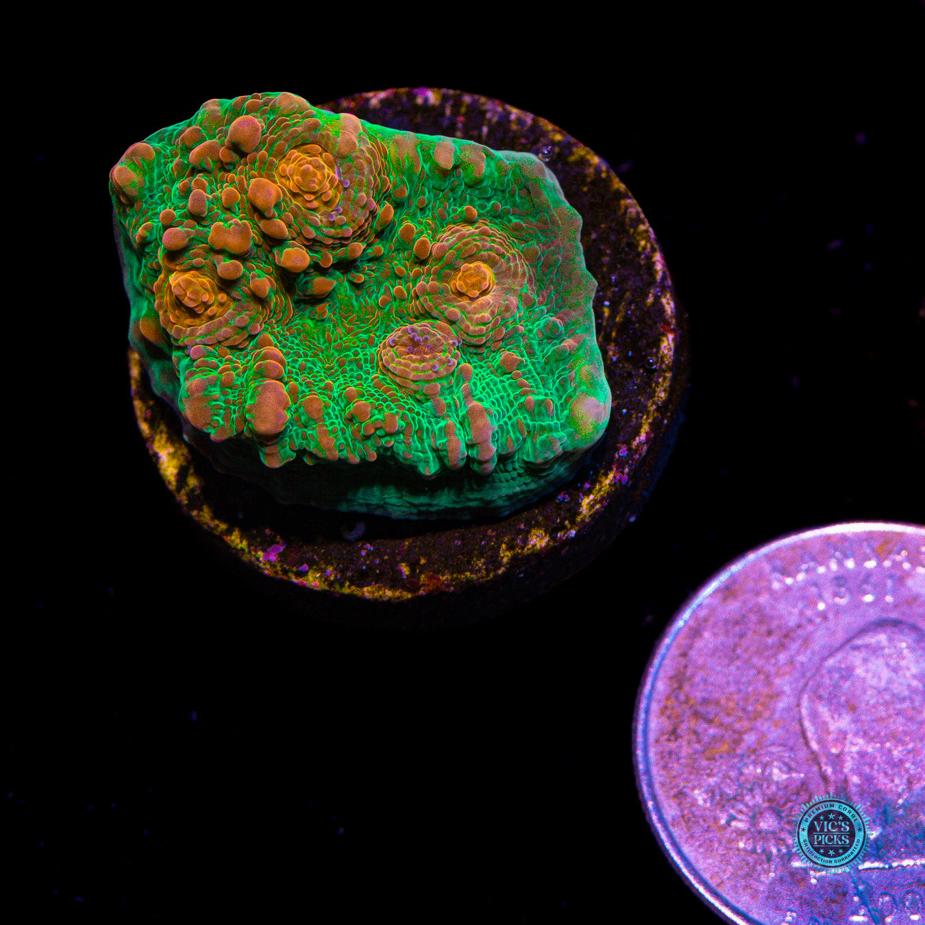 WWC Royal Flush Chalice