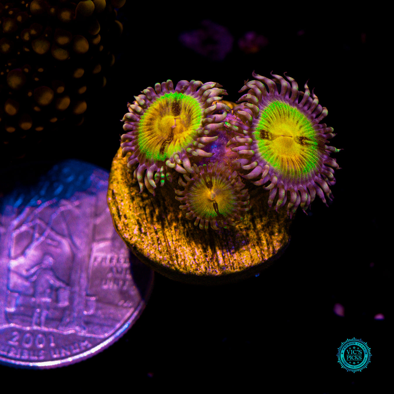 Jason Fox Butt Muncher Zoanthids