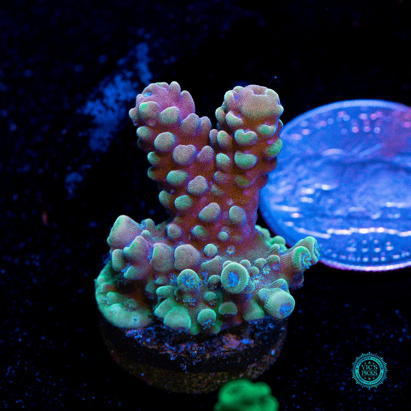 WWC Pink Dragonite Acropora
