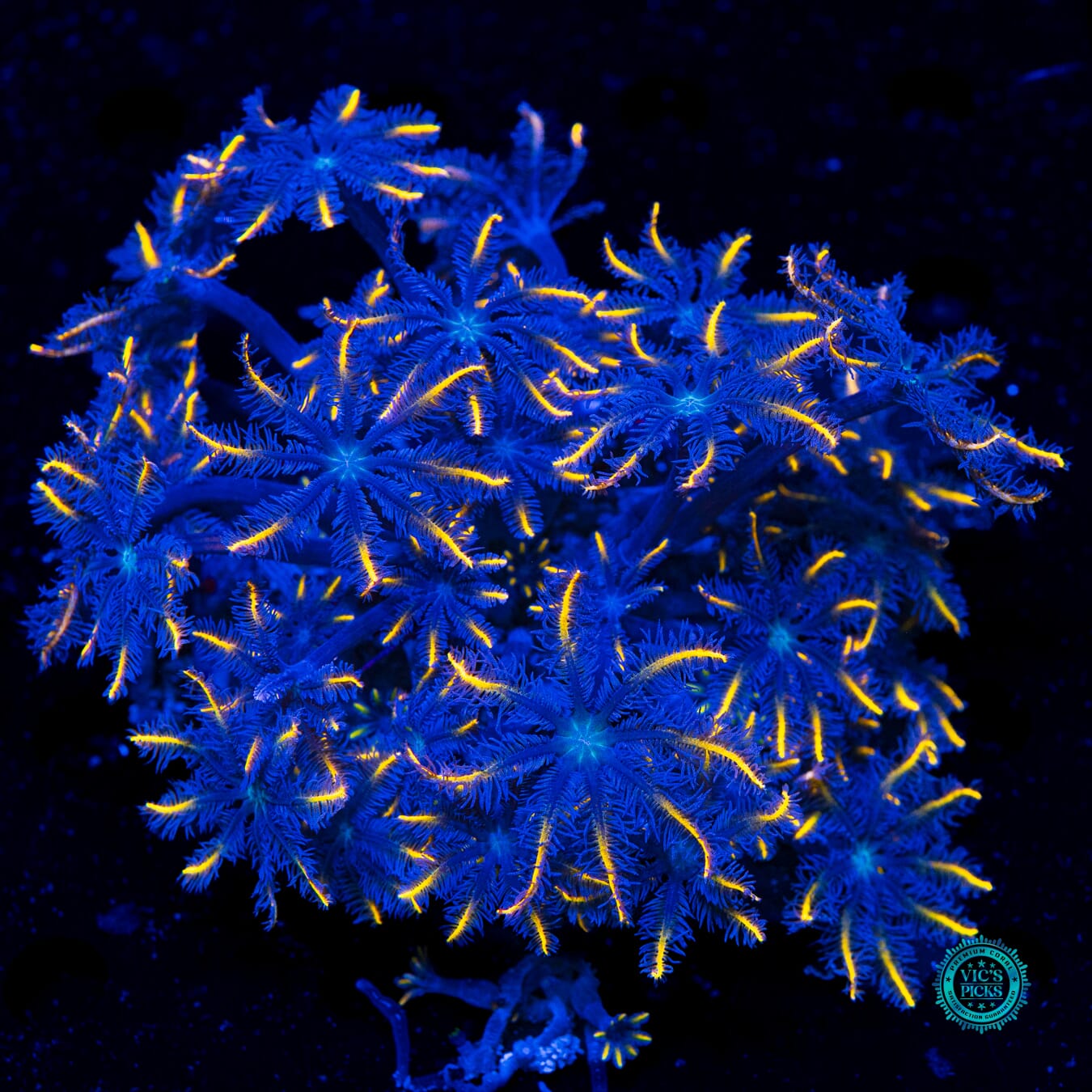 Lemon Tipped Clove Polyps - Daylight Photo