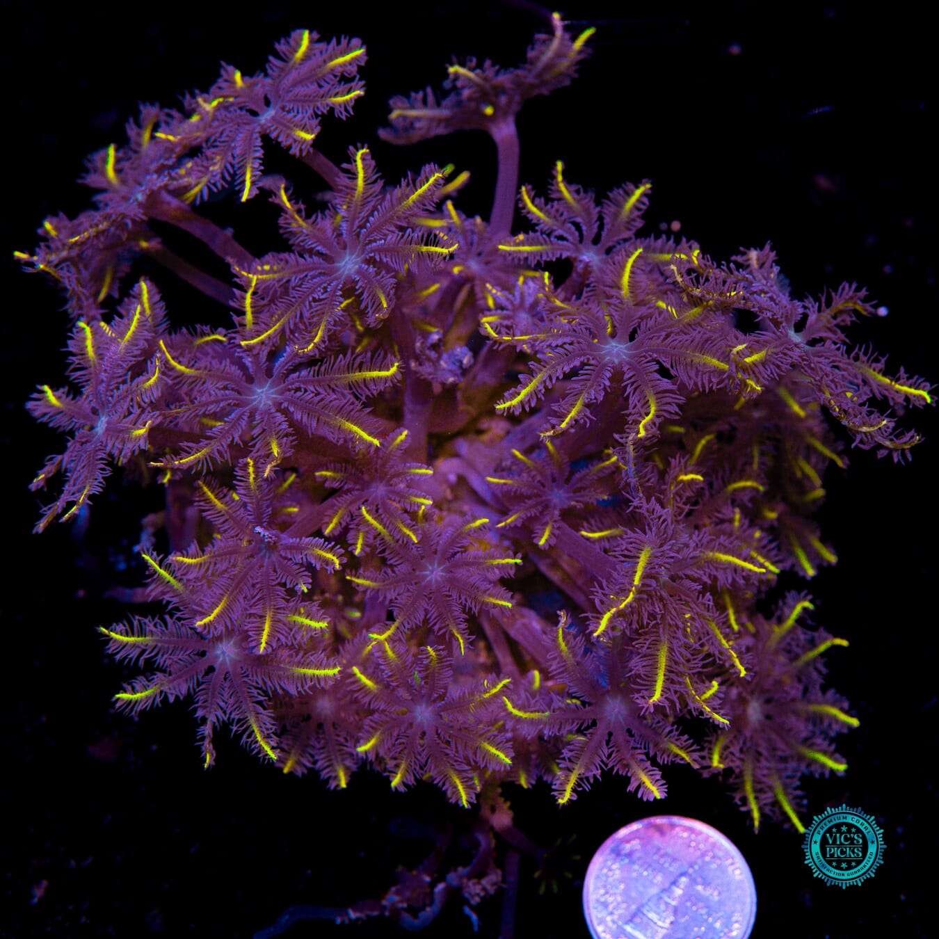 Lemon Tipped Clove Polyps - Actinic Photo
