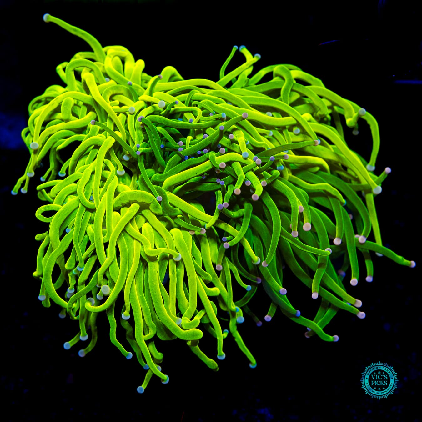 Grafted Cotton Candy Torch - Daylight Photo