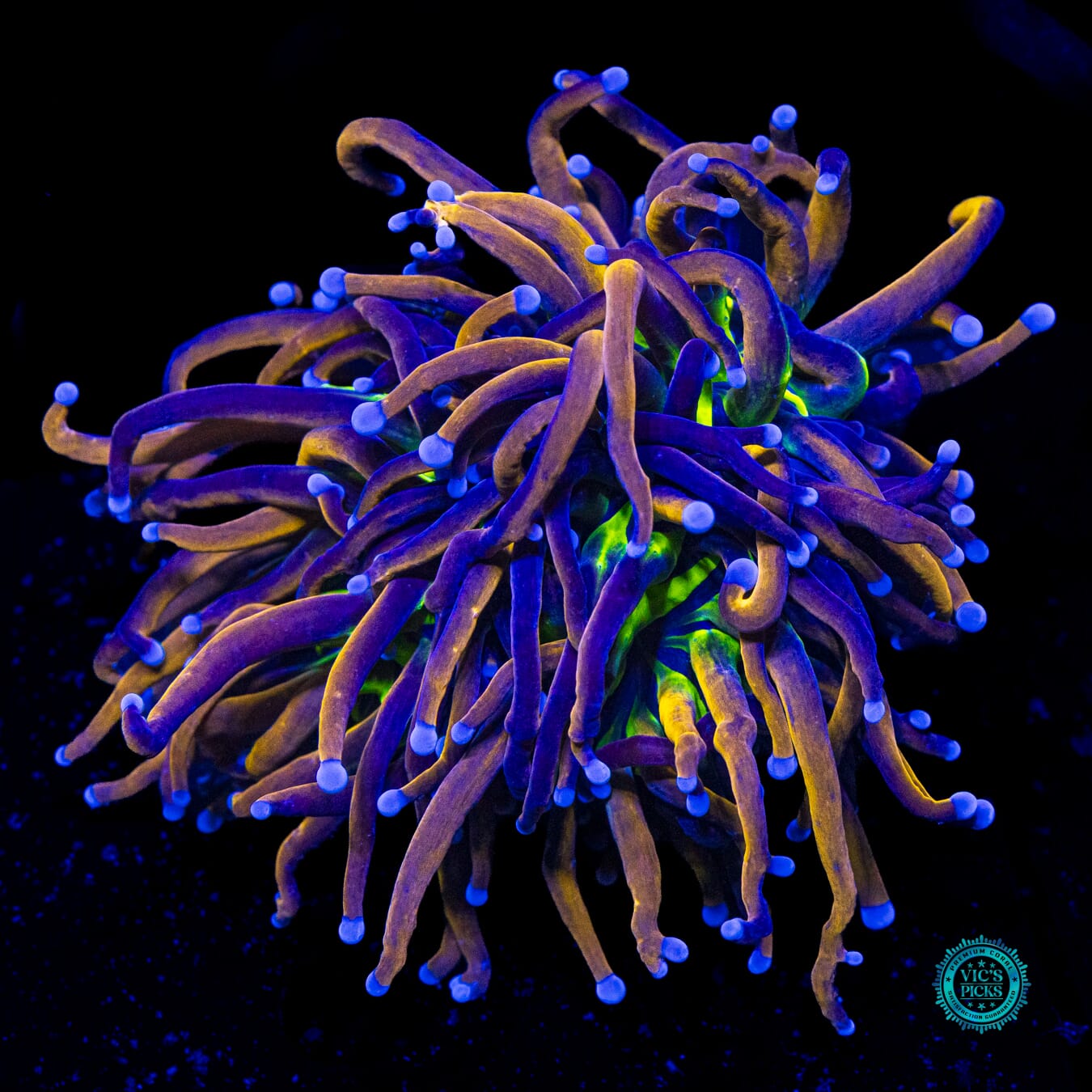 Fel Flame Torch - Daylight Photo