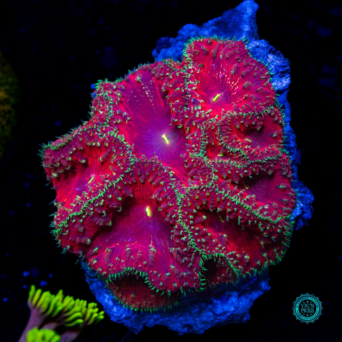 Toxic Sprinkles Blastomussa - Daylight Photo