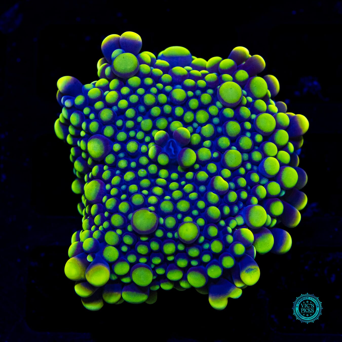 Purple Hornet Yuma Mushroom - Daylight Photo