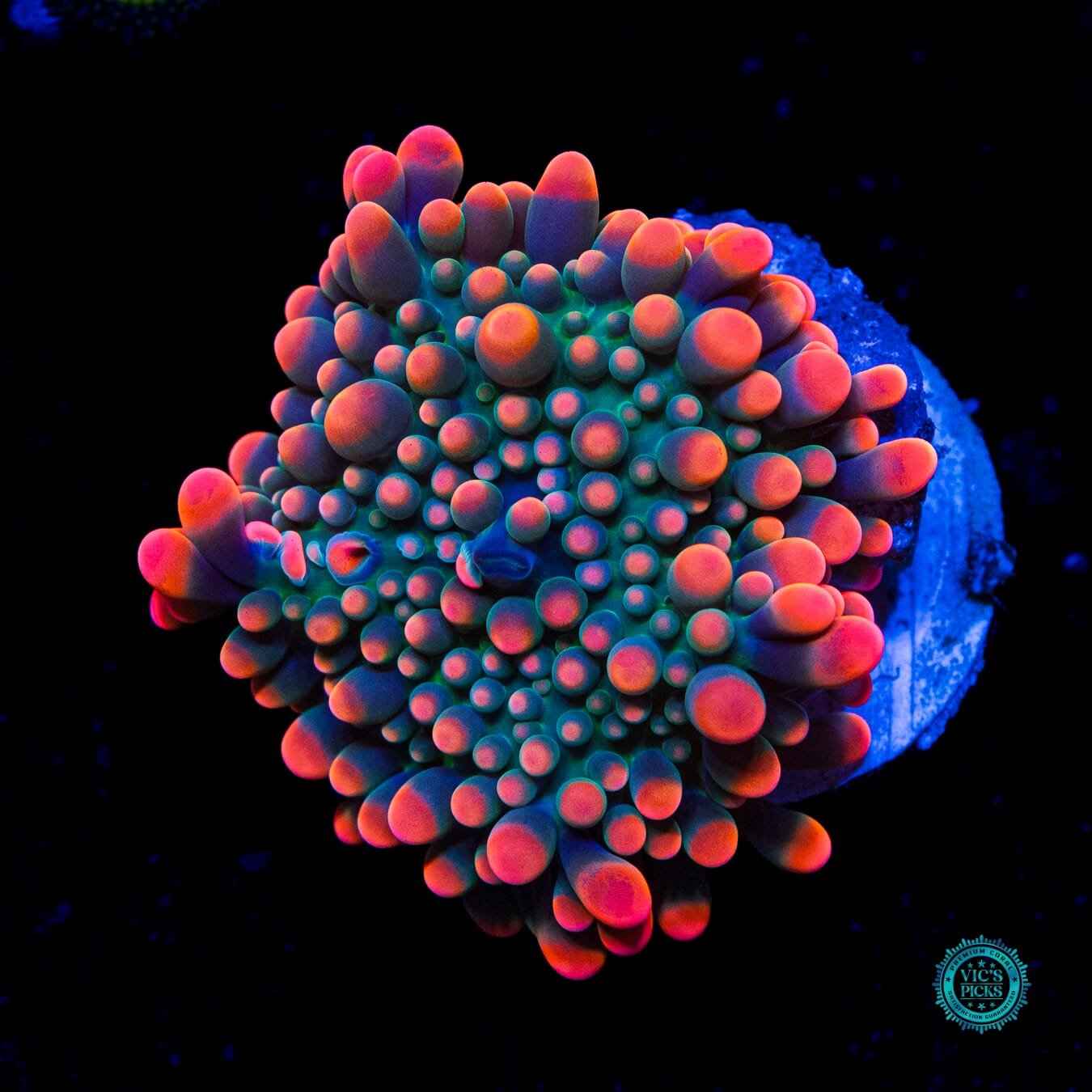 Flamethrower Yuma Mushroom - Daylight Photo