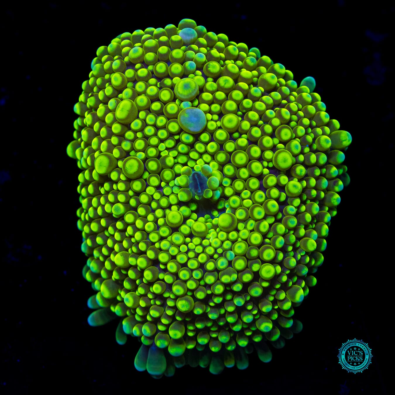 Lemon Biscuit Yuma Mushroom - Daylight Photo