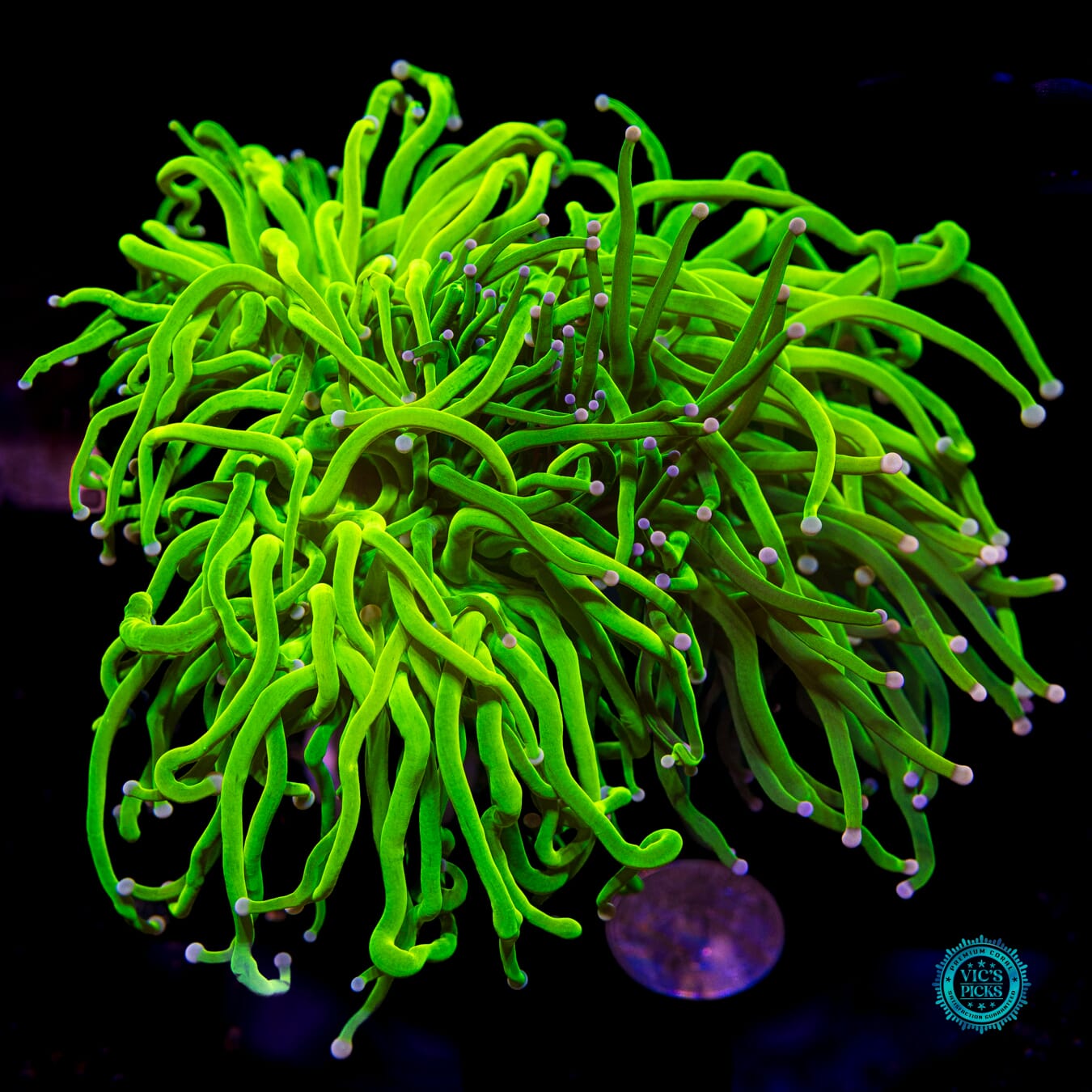 Grafted Cotton Candy Torch - Actinic Photo