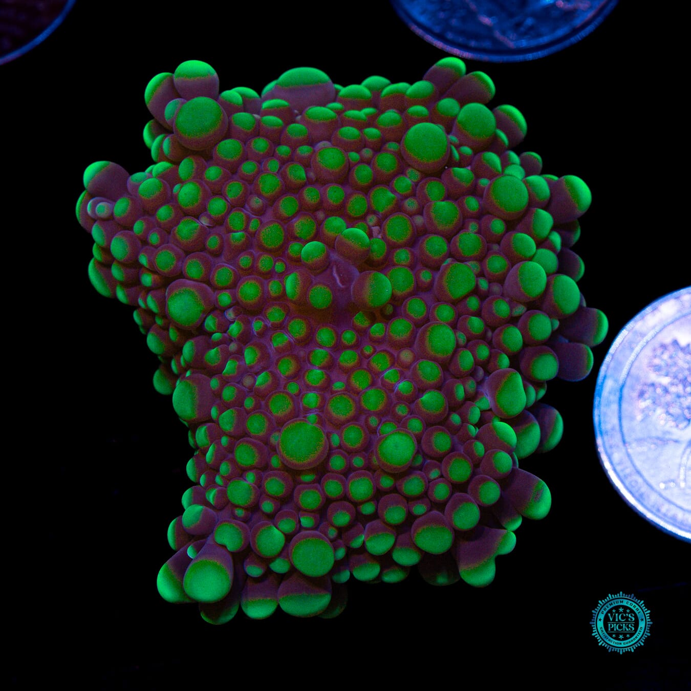 Purple Hornet Yuma Mushroom - Actinic Photo