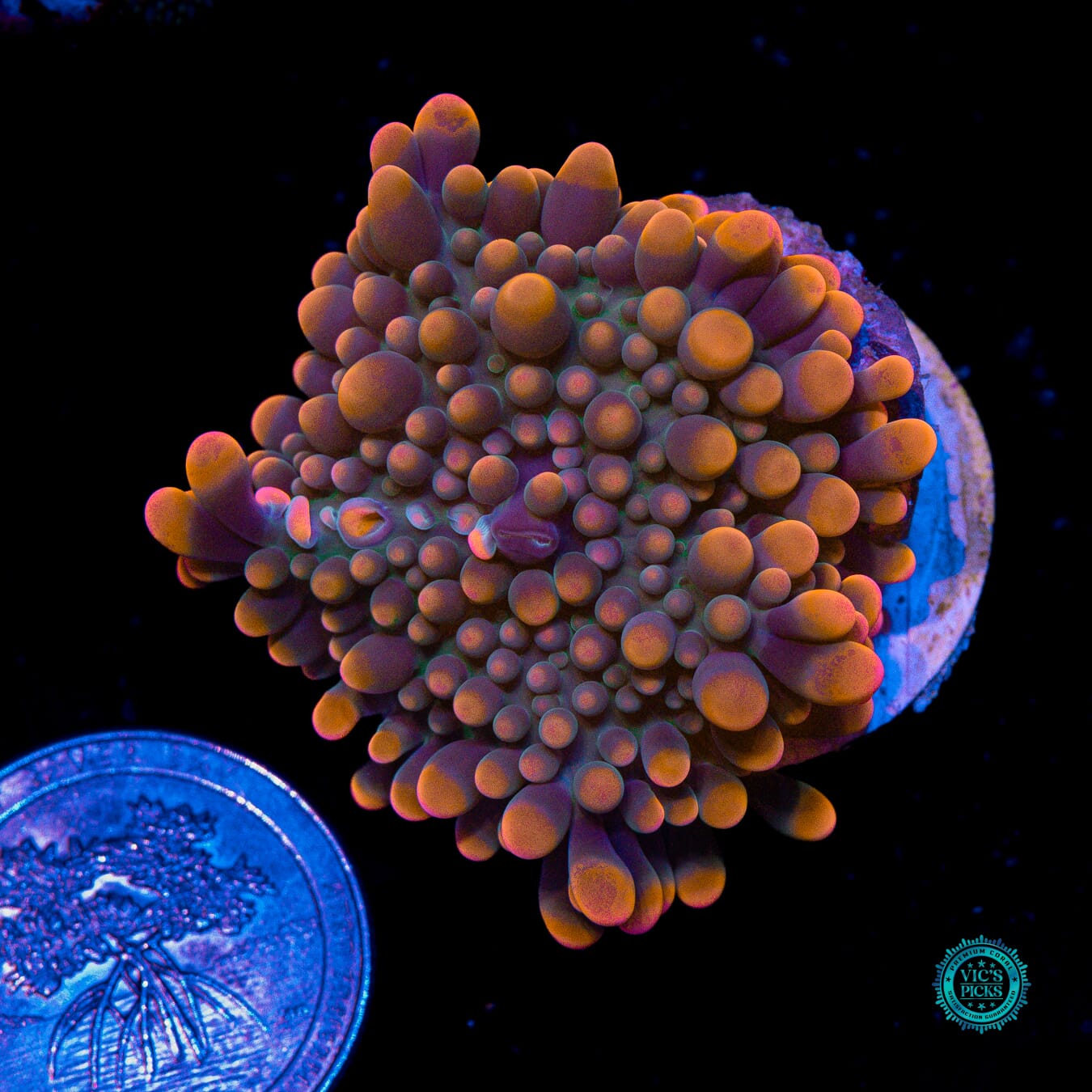 Flamethrower Yuma Mushroom - Actinic Photo