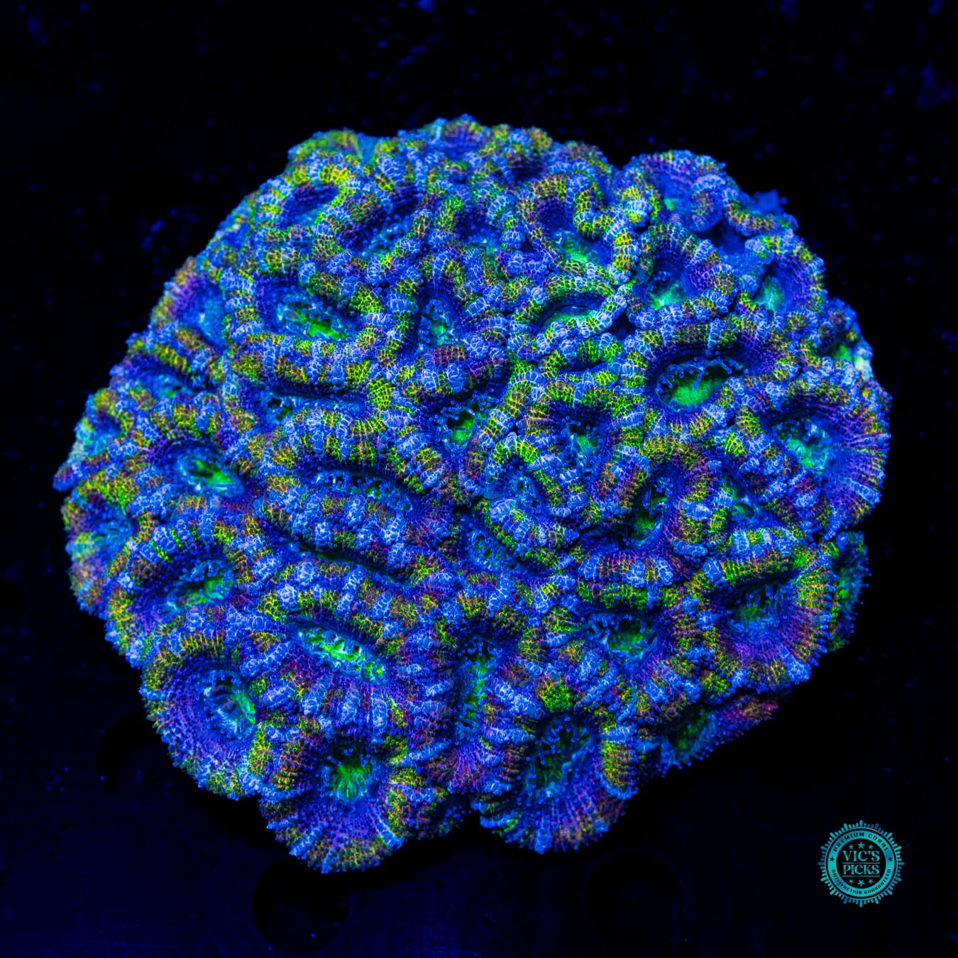 Boingo Aussie Lord - Daylight Photo