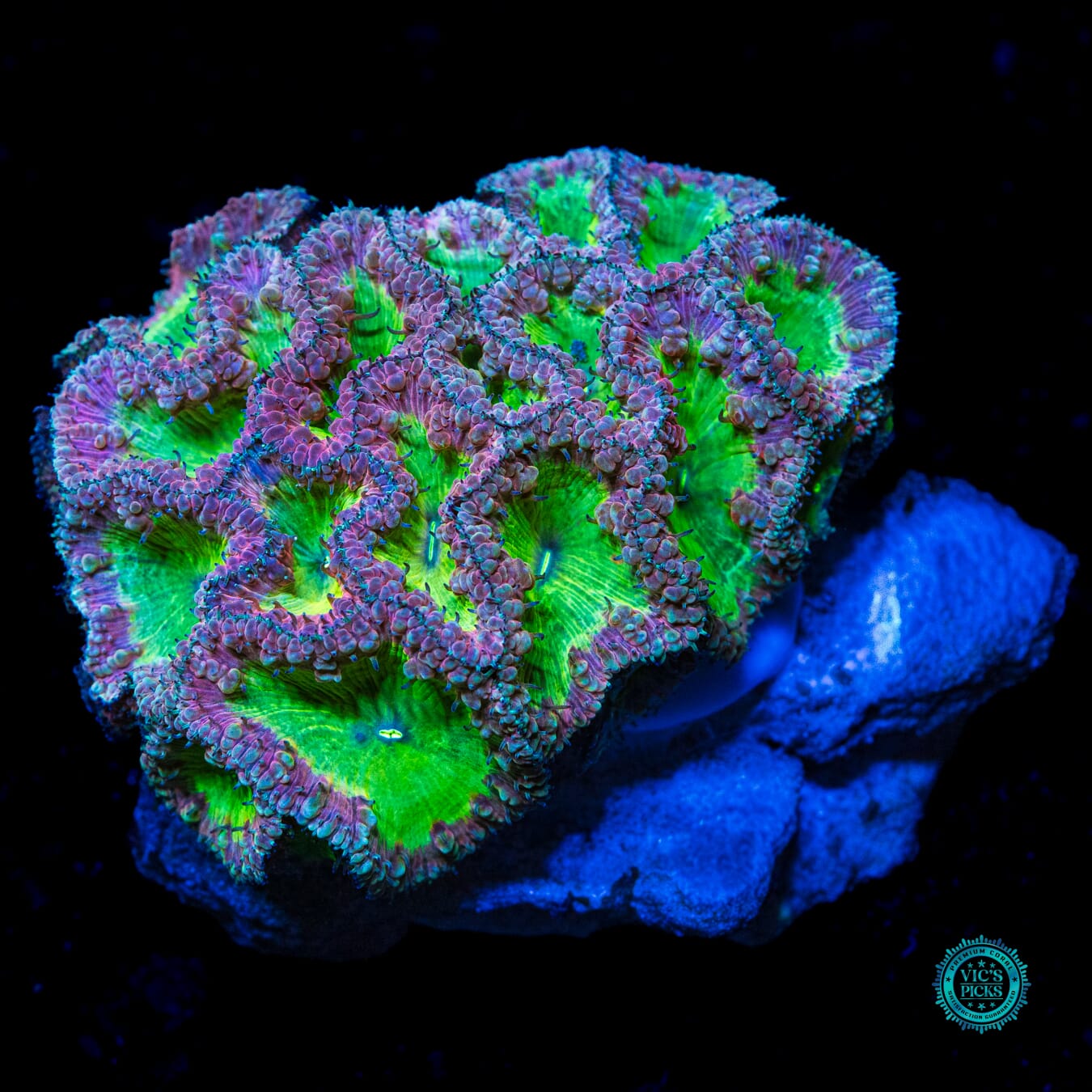 Tropical Temptation Blastomussa - Daylight Photo