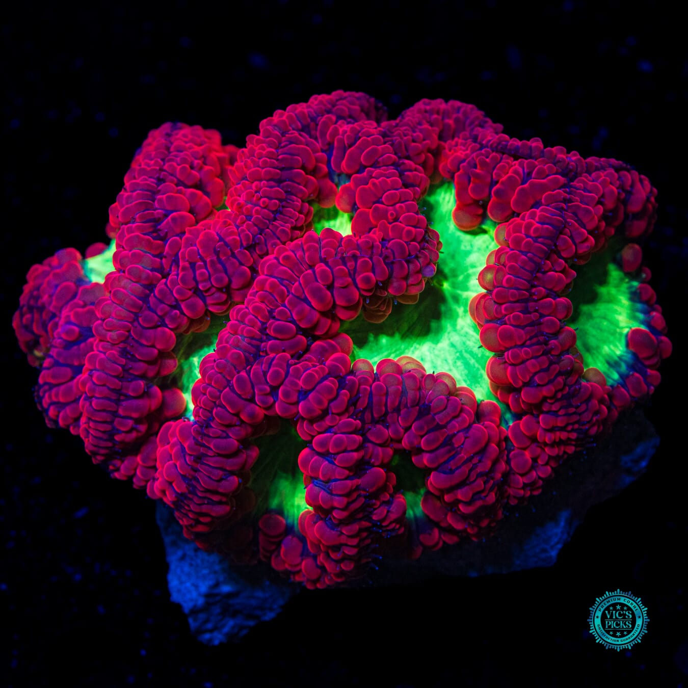 Boogie All Night Blastomussa - Daylight Photo