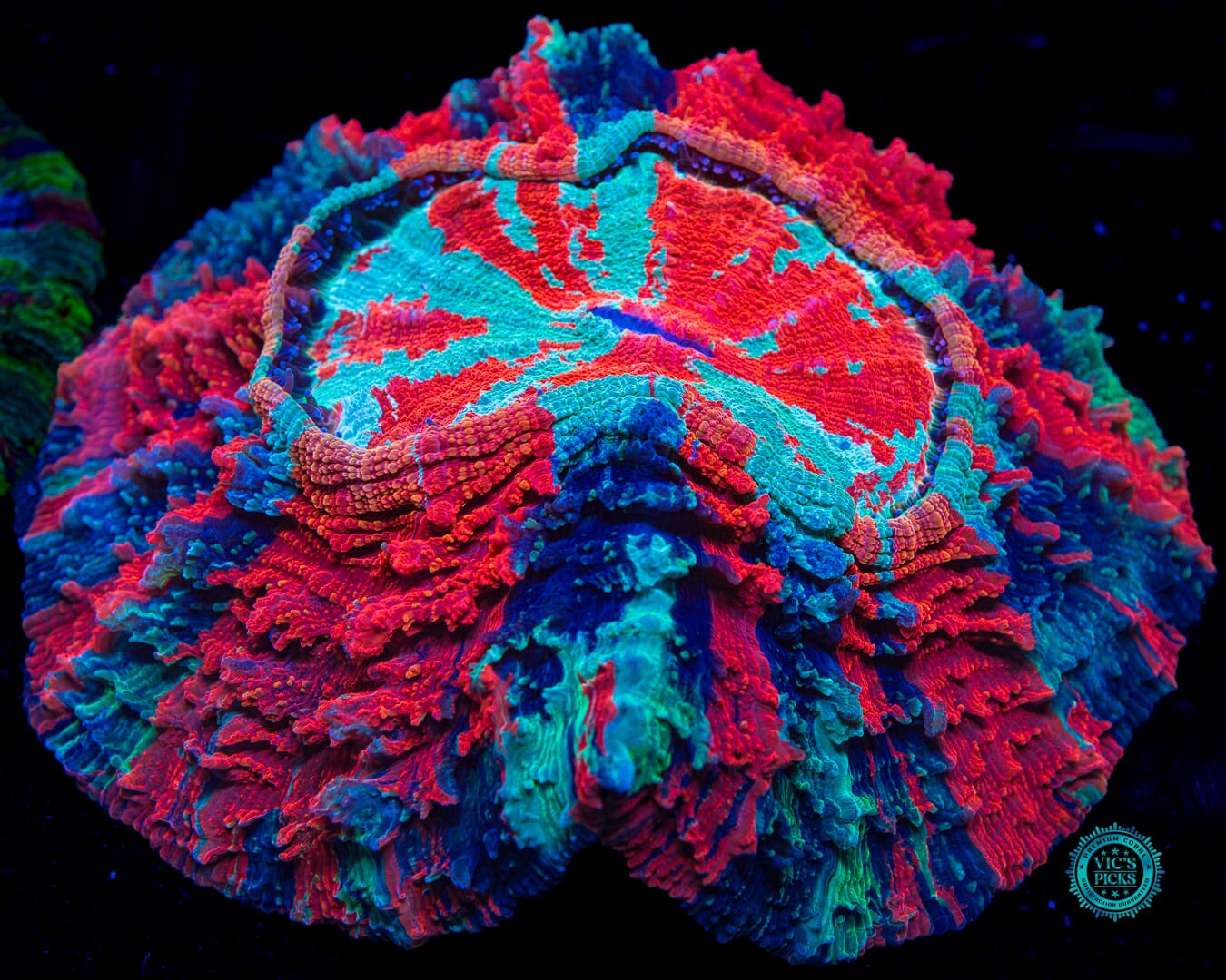 Infernal Flames Acanthophyllia - Daylight Photo