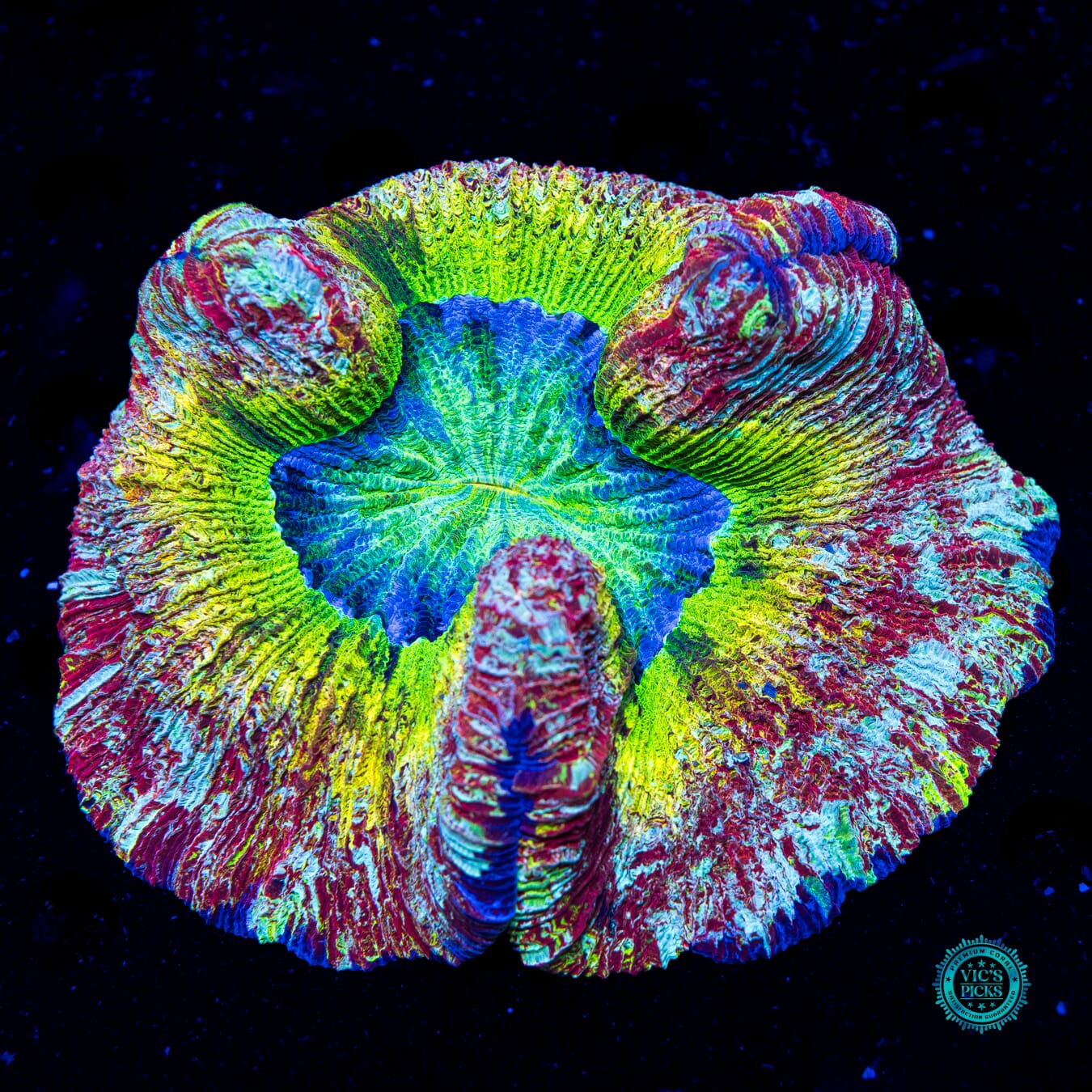 Solar Bath Trachyphyllia - Daylight Photo