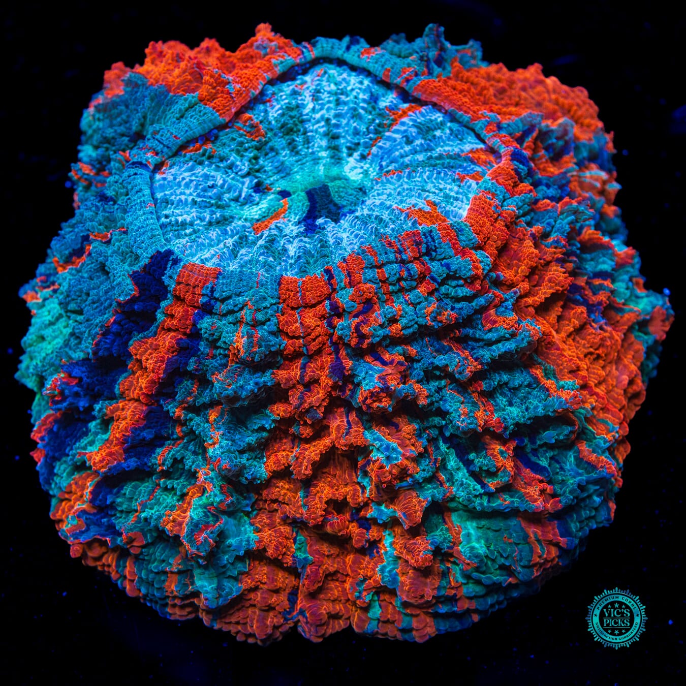 Firestorm Acanthophyllia - Daylight Photo