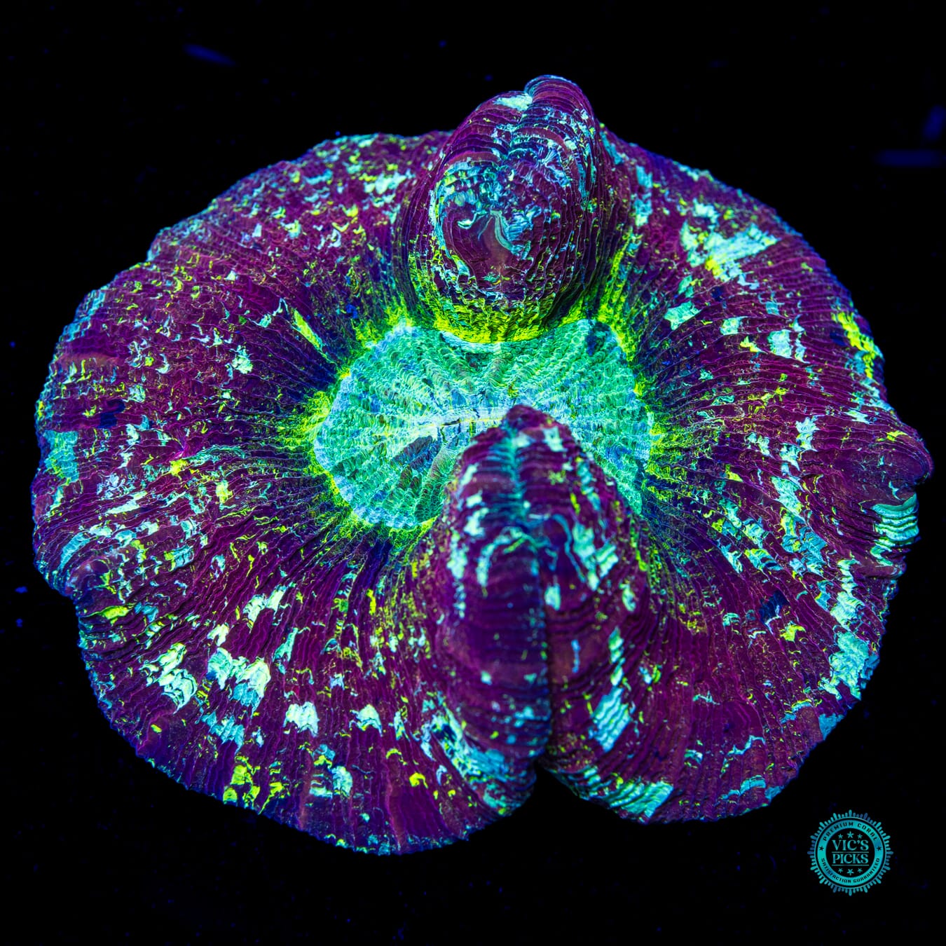 Grapelicious Trachyphyllia - Daylight Photo