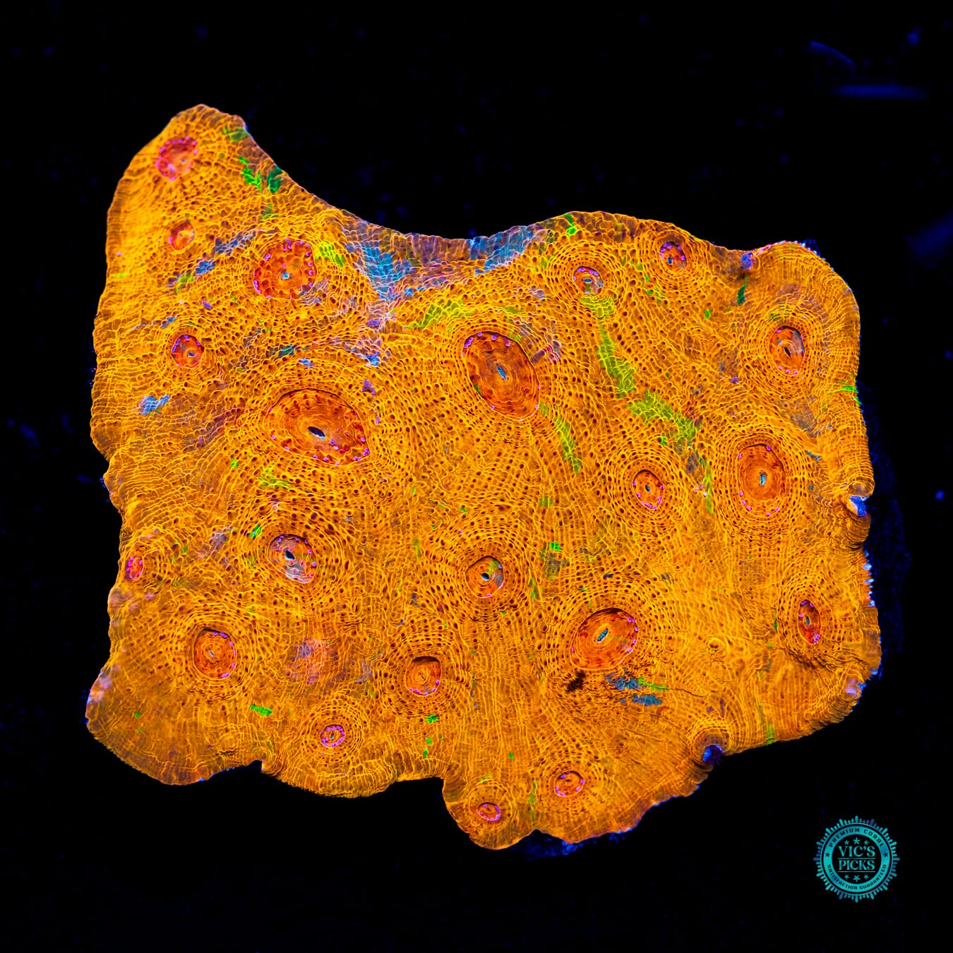 Sunspots Grafted Chalice - Daylight Photo