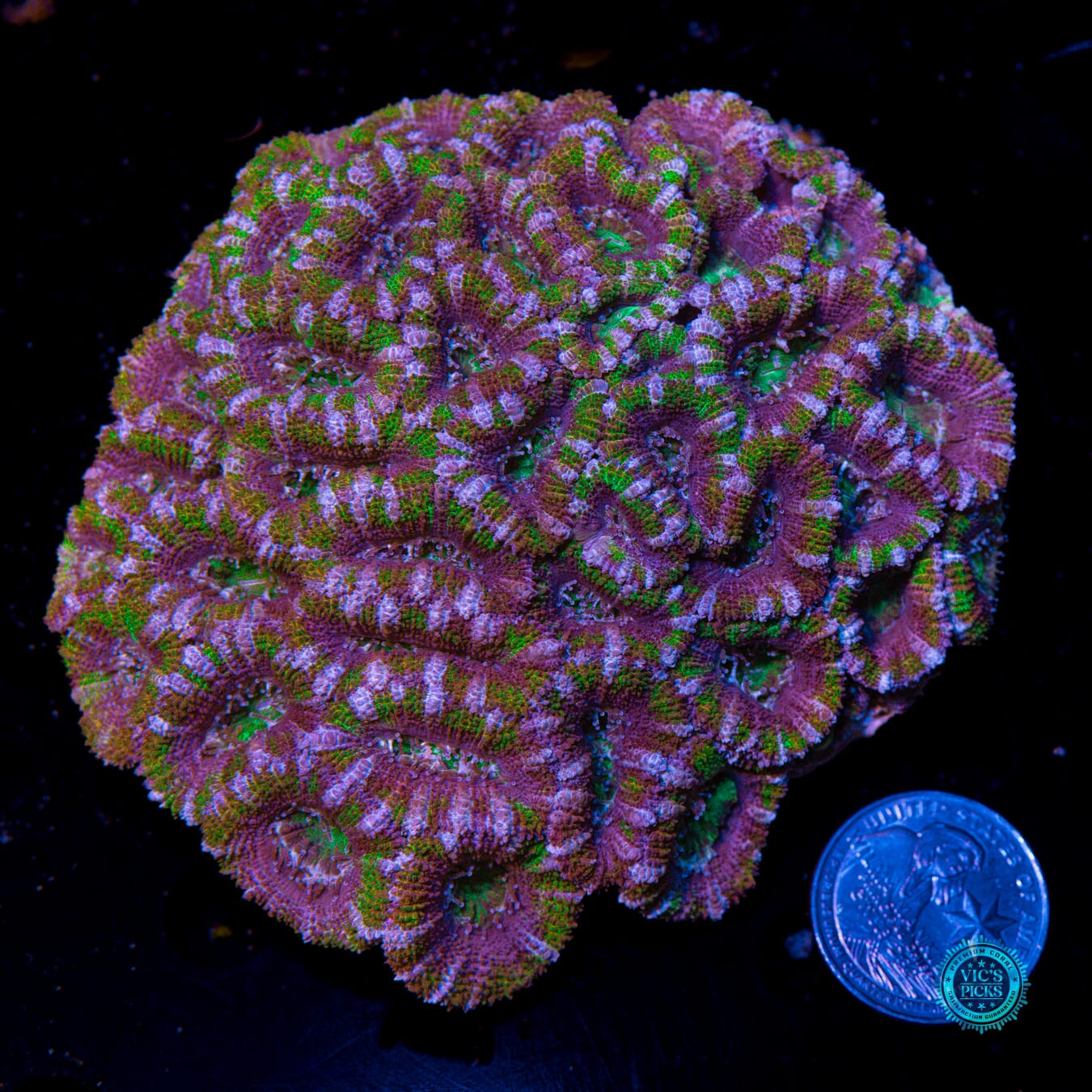 Boingo Aussie Lord - Actinic Photo