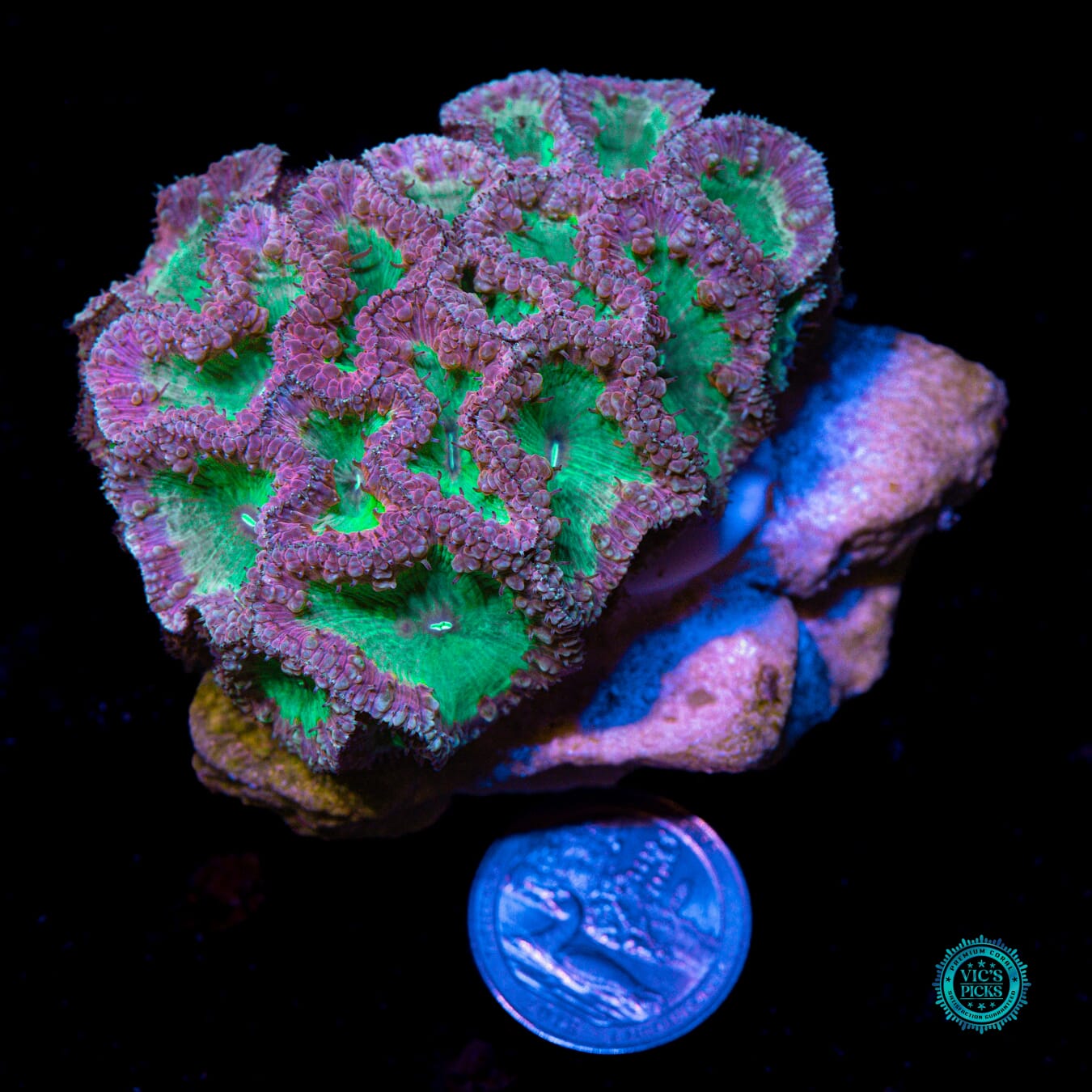 Tropical Temptation Blastomussa - Actinic Photo