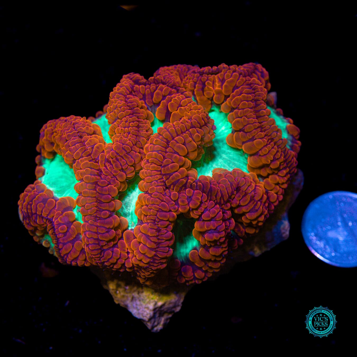 Boogie All Night Blastomussa - Actinic Photo