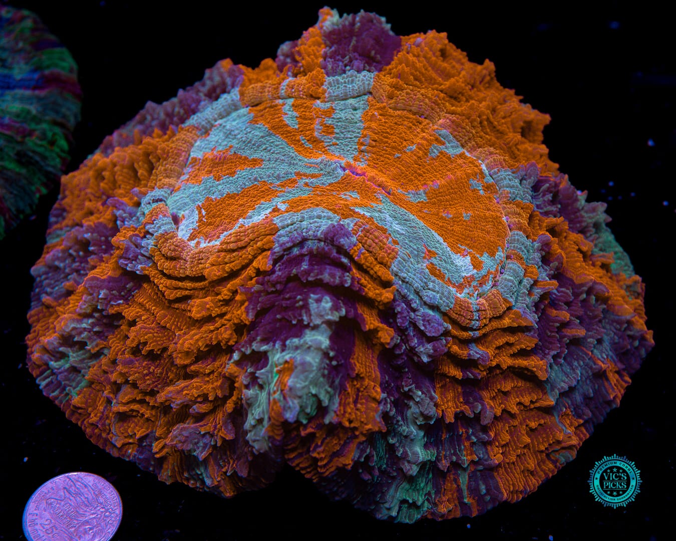 Infernal Flames Acanthophyllia - Actinic Photo