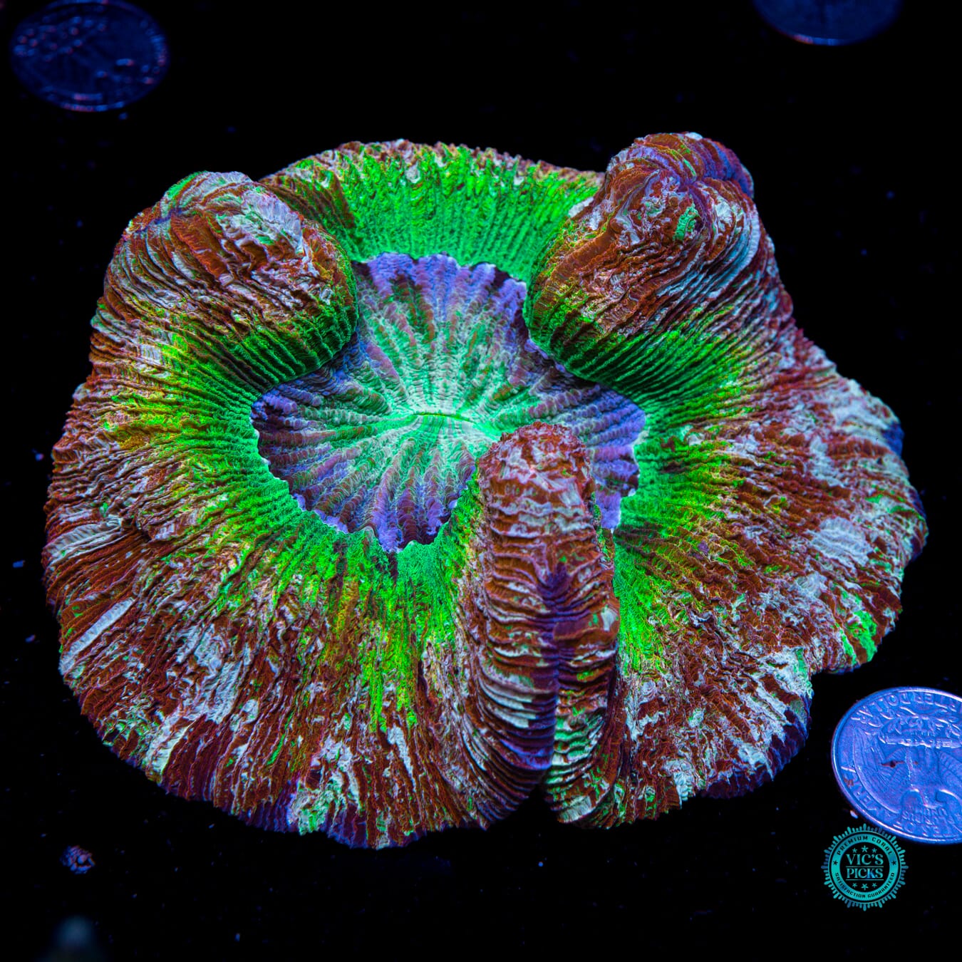Solar Bath Trachyphyllia - Actinic Photo
