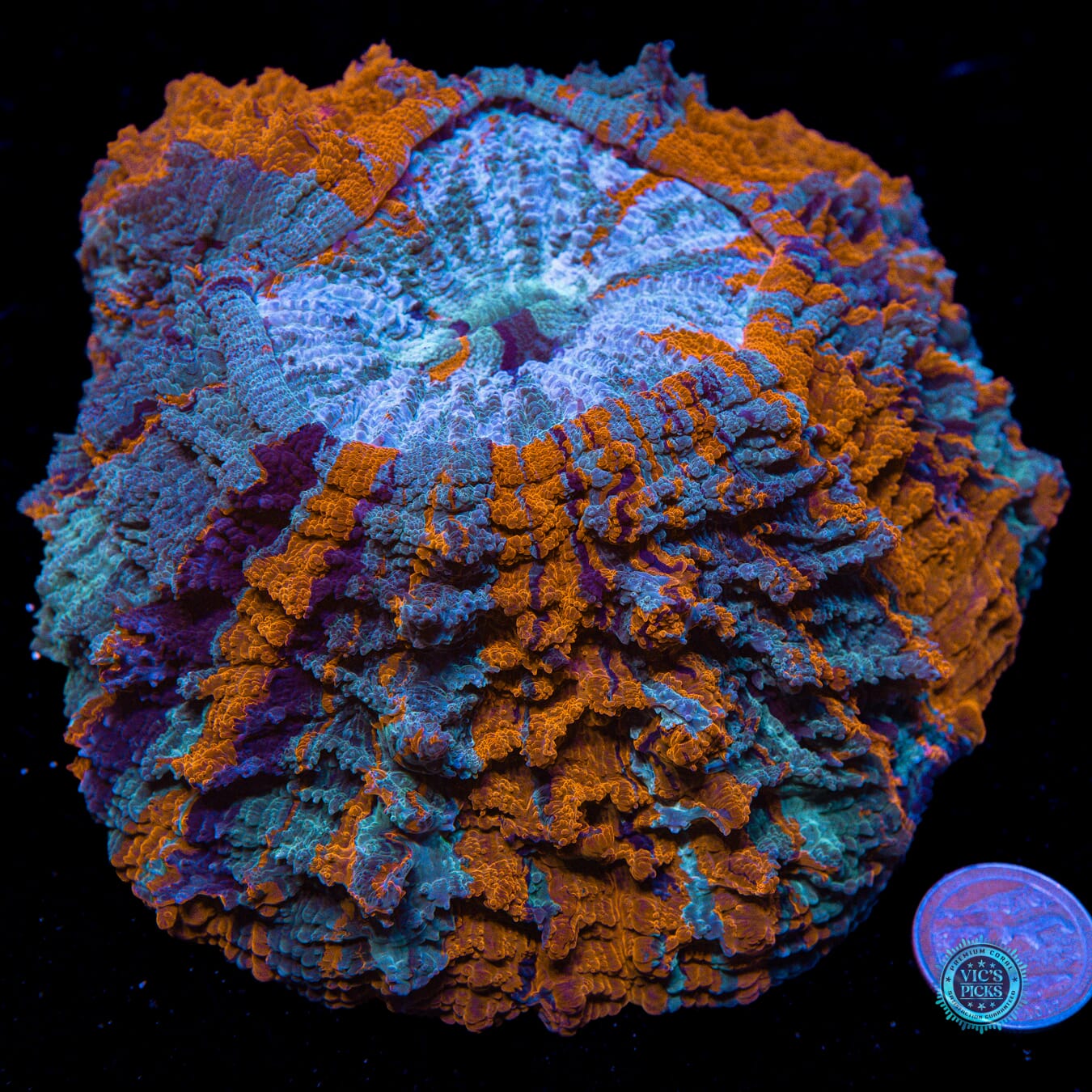 Firestorm Acanthophyllia - Actinic Photo