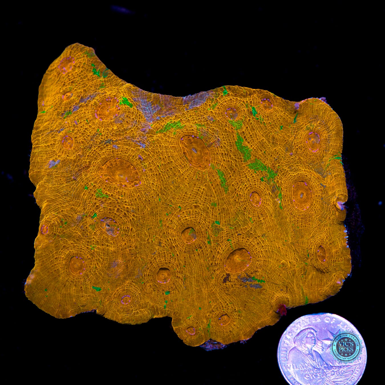 Sunspots Grafted Chalice - Actinic Photo
