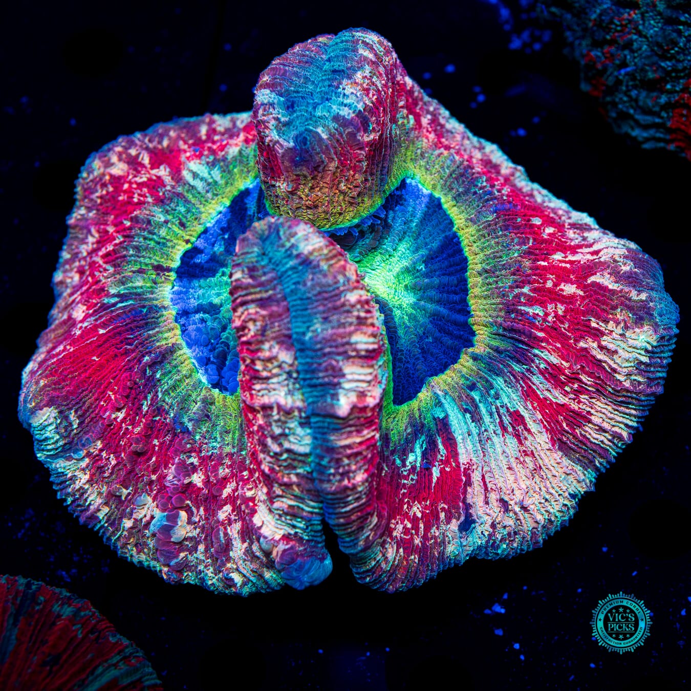 Bloodlust Trachyphyllia - Daylight Photo