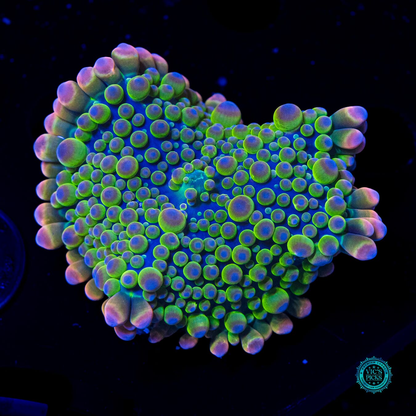 Watermelon Boba Tea Yuma Mushroom - Daylight Photo