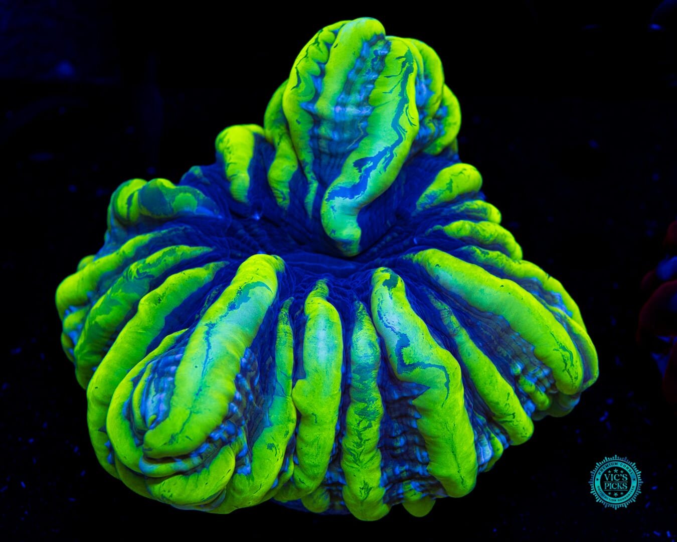 Monster Slayer Indophyllia - Daylight Photo