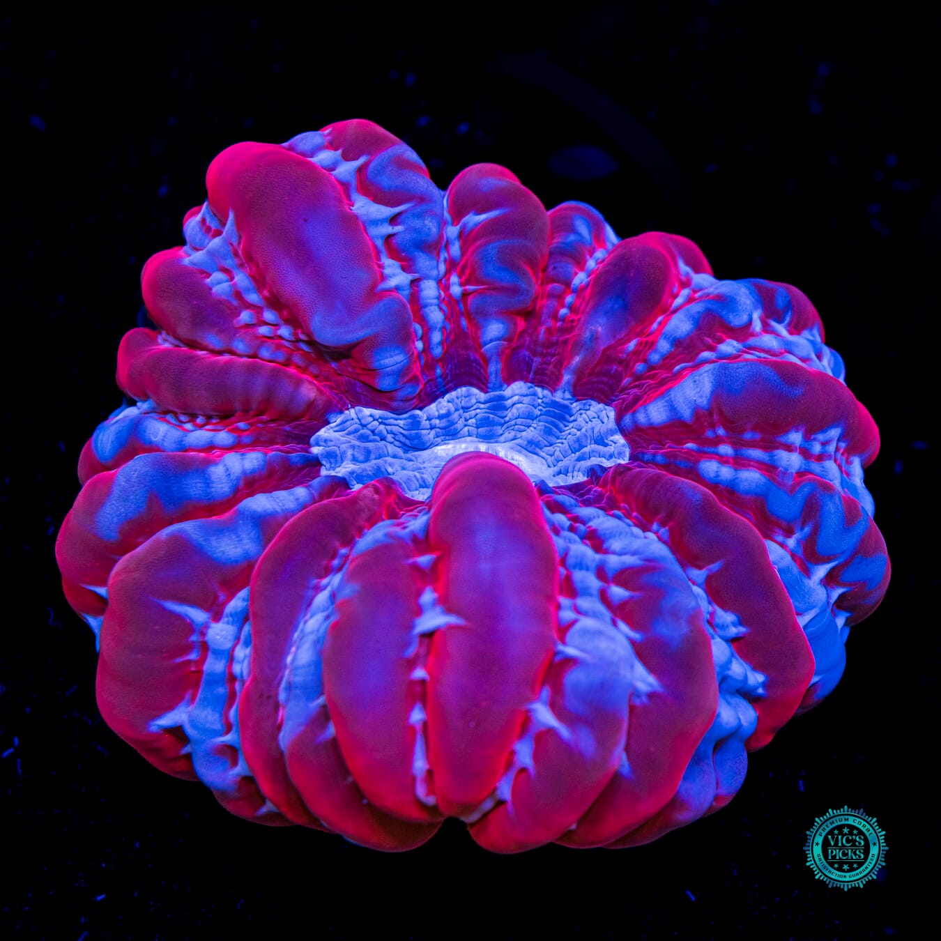 Frozen Ruby Cynarina - Daylight Photo