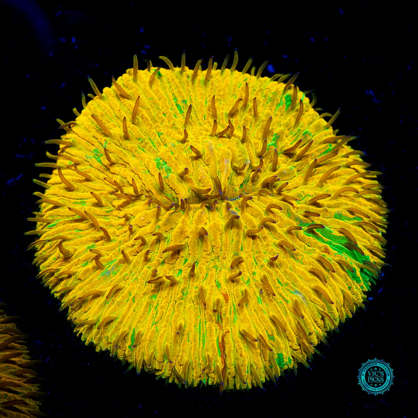 Unrelenting Storm Plate - Daylight Photo