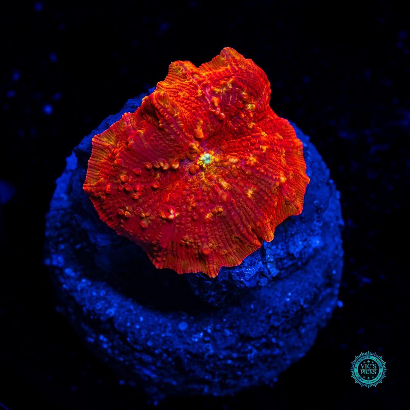 Volcanic Jawbreaker Mushroom - Daylight Photo