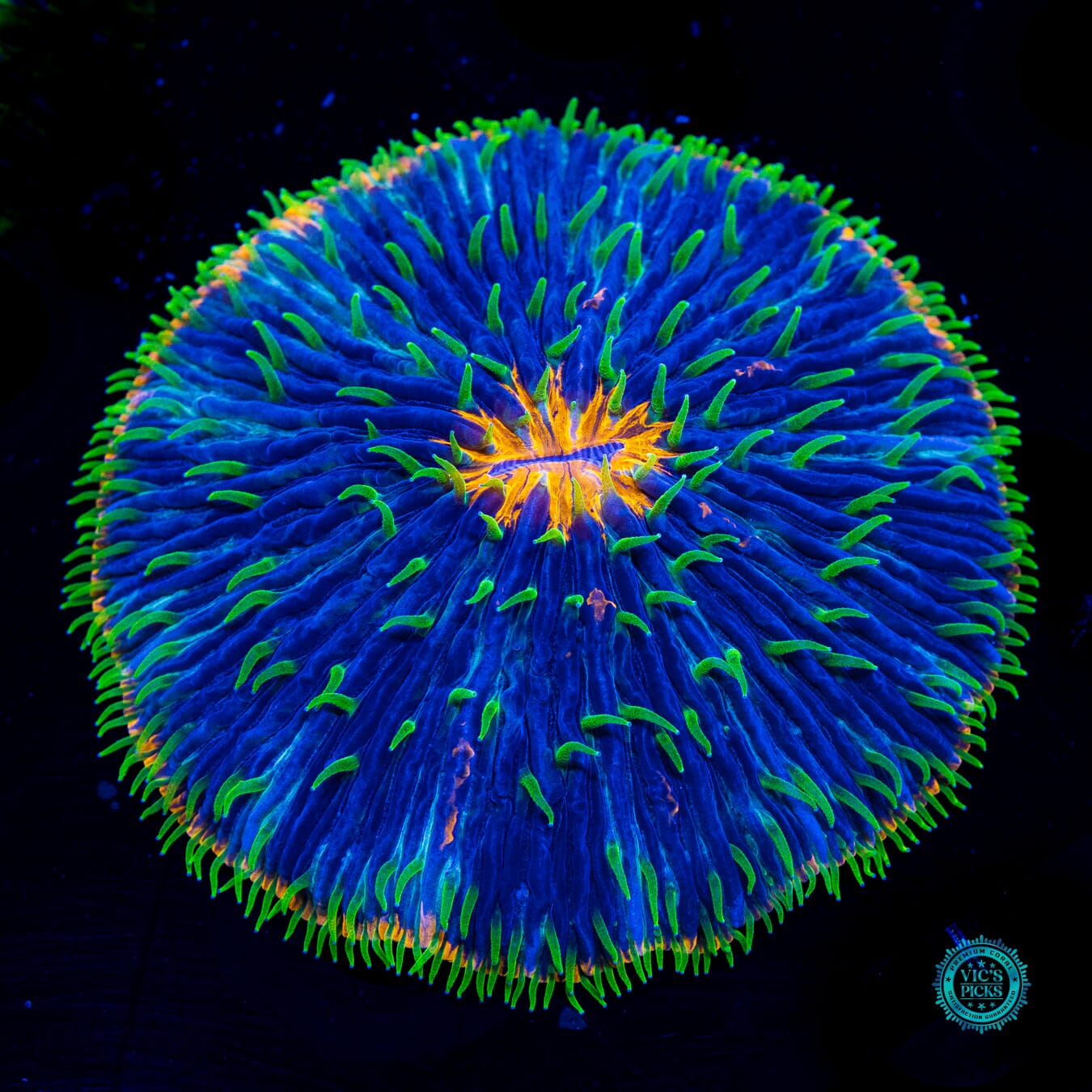 Island Oasis Plate - Daylight Photo