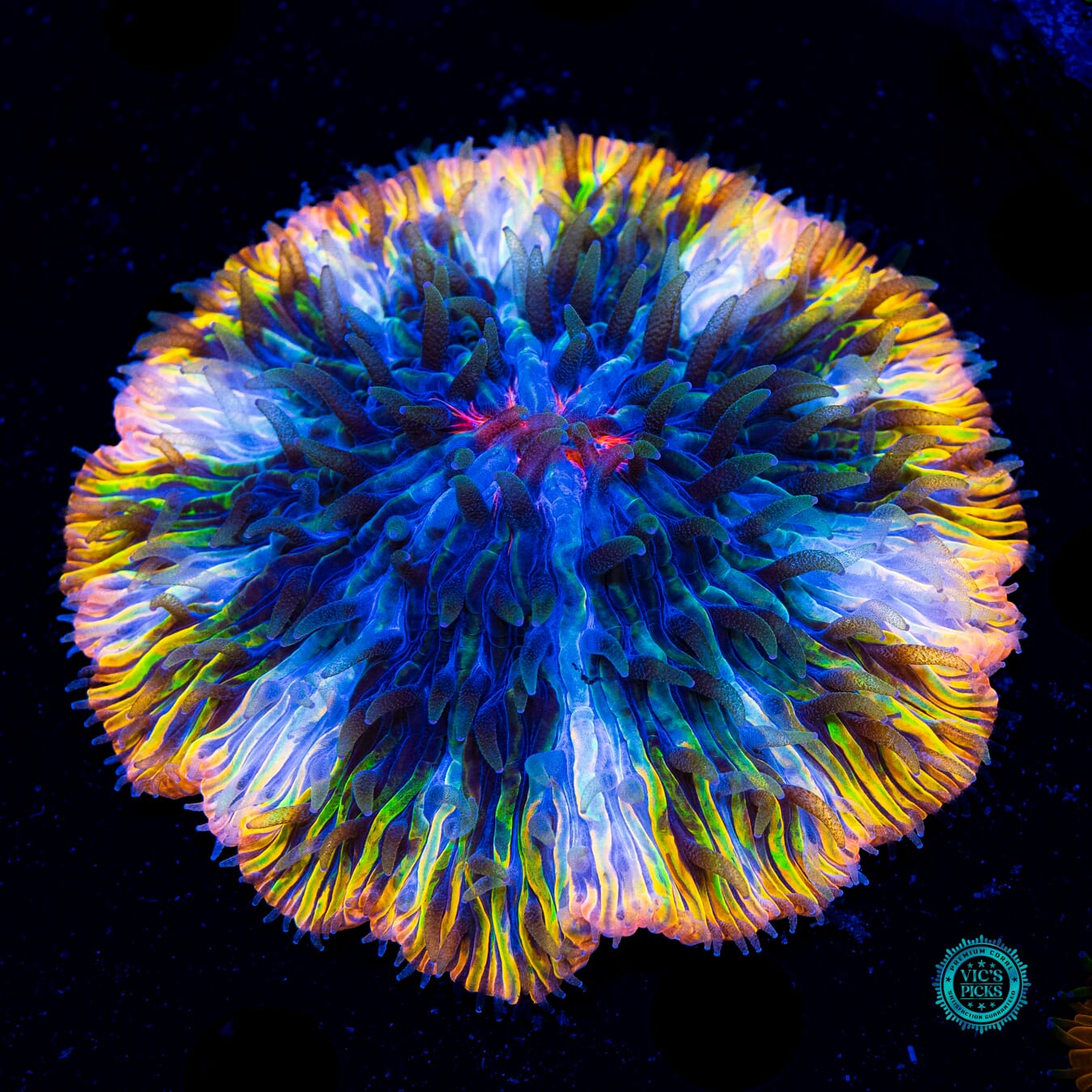 Icy Veins Plate - Daylight Photo