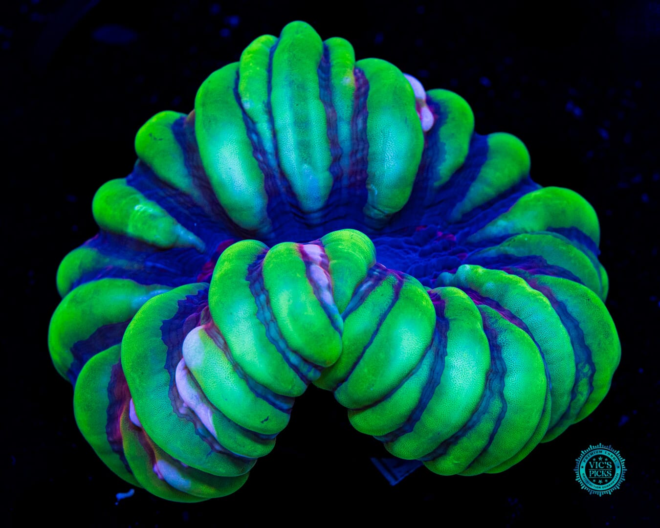 Bullfrog Cynarina - Daylight Photo