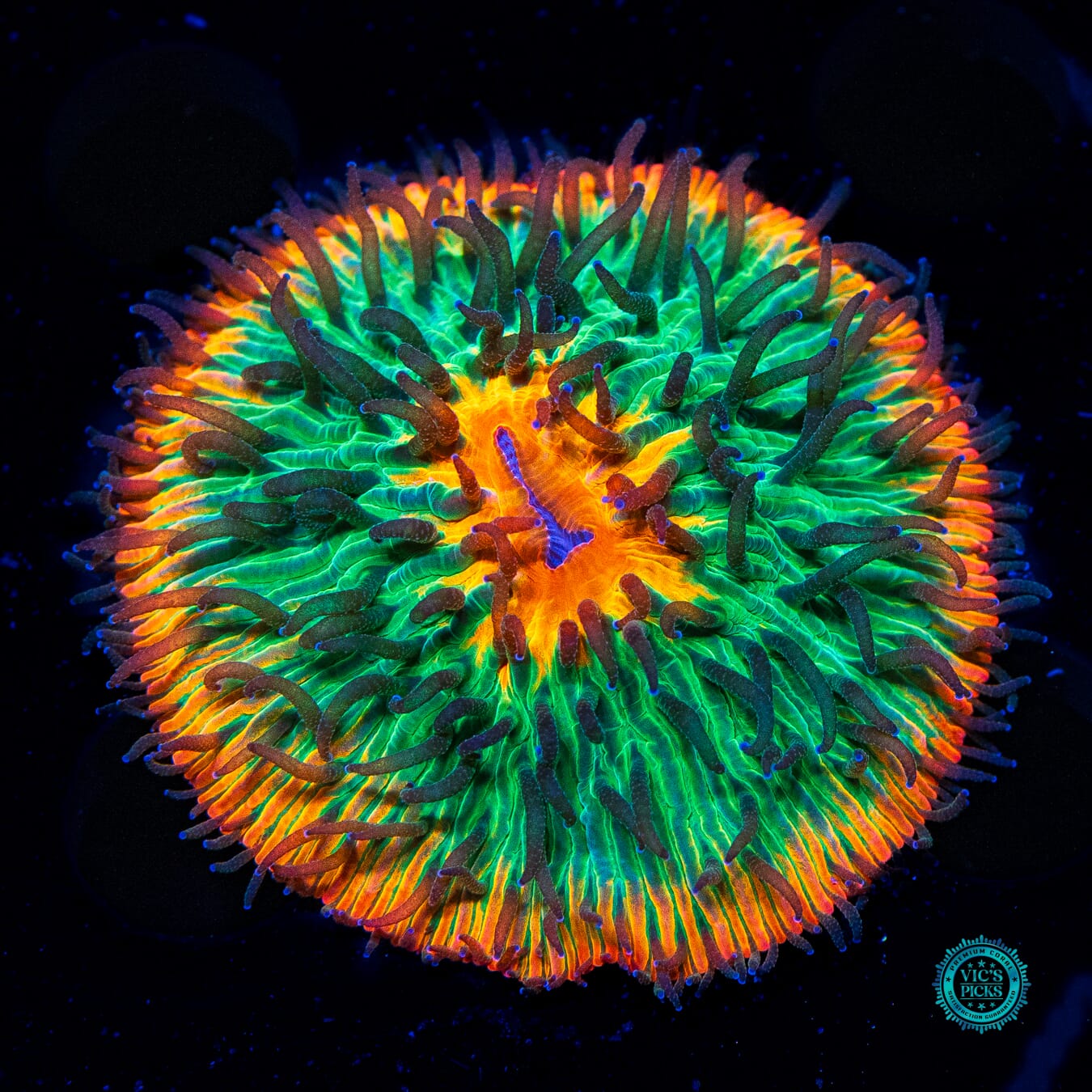 Tropical Paradise Plate - Daylight Photo