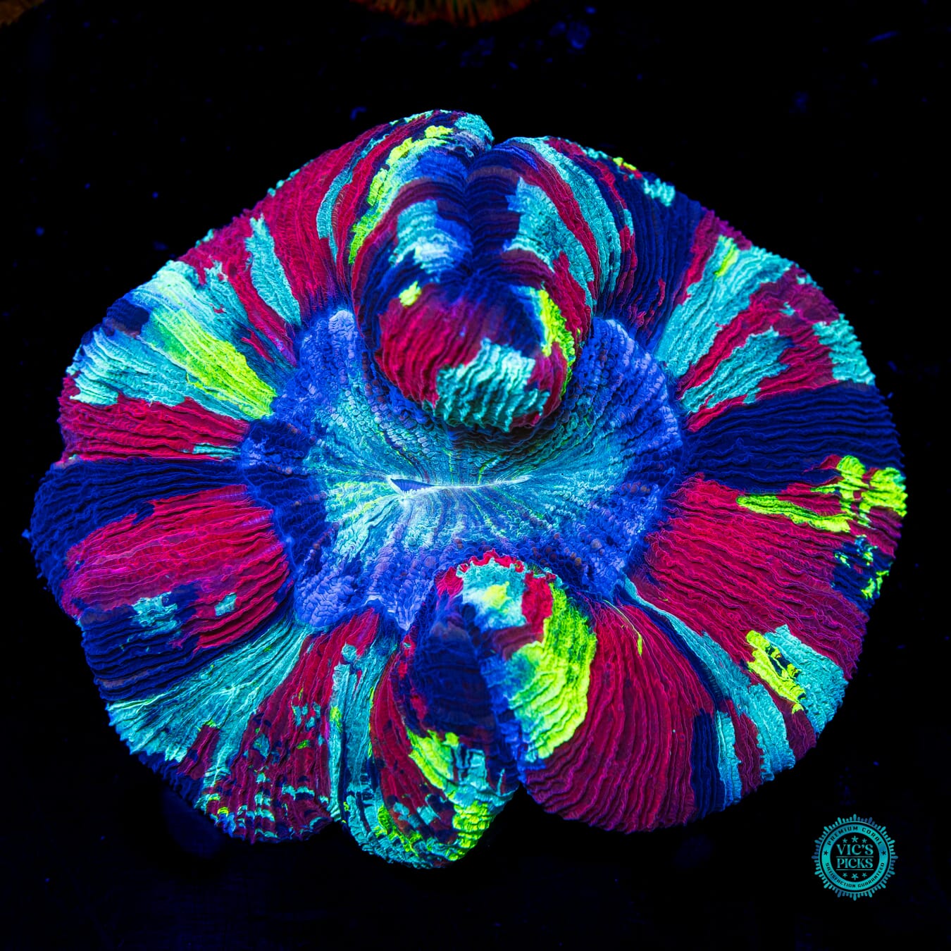 Dreamstate Trachyphyllia - Daylight Photo