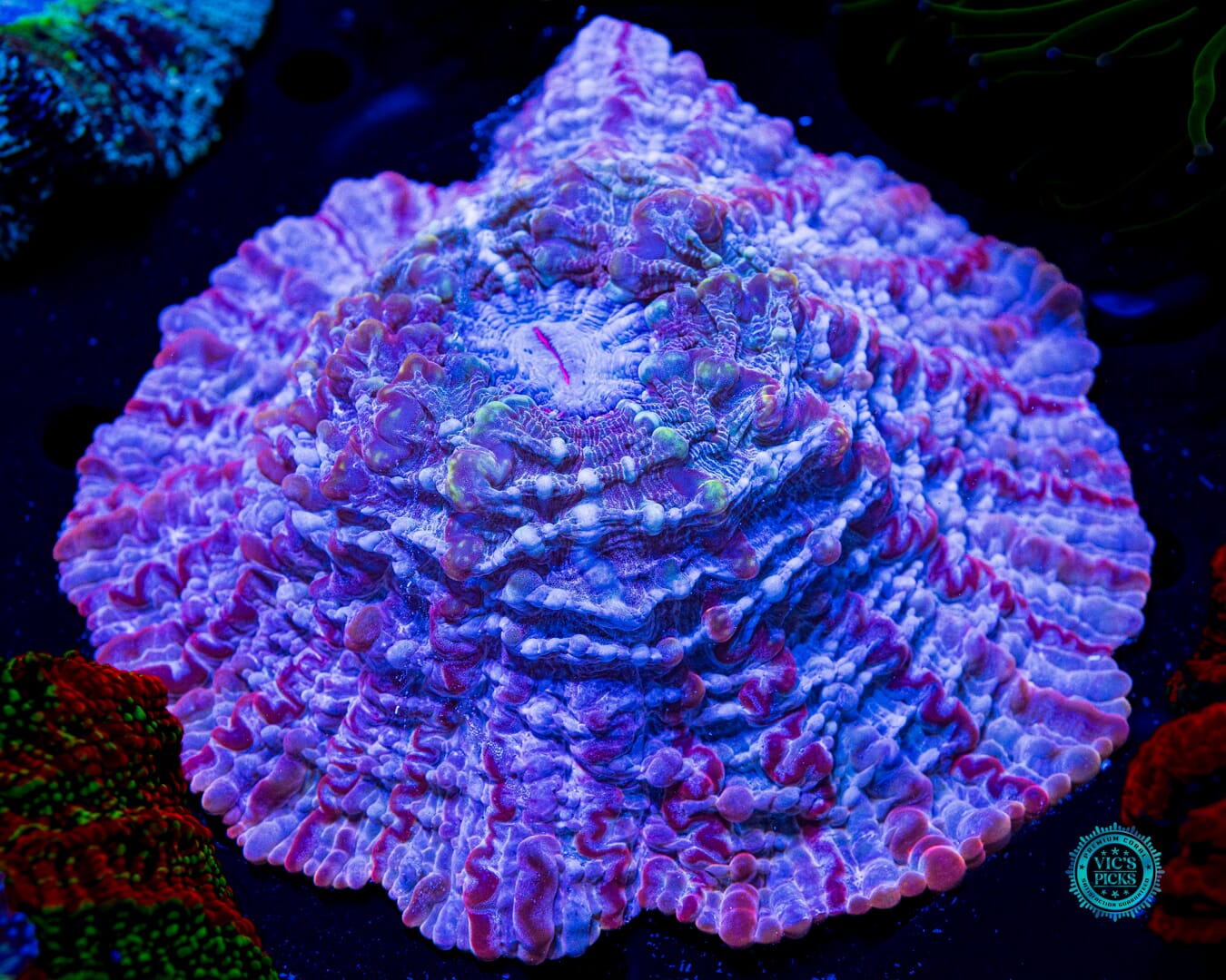 Pinkerton Indophyllia - Daylight Photo